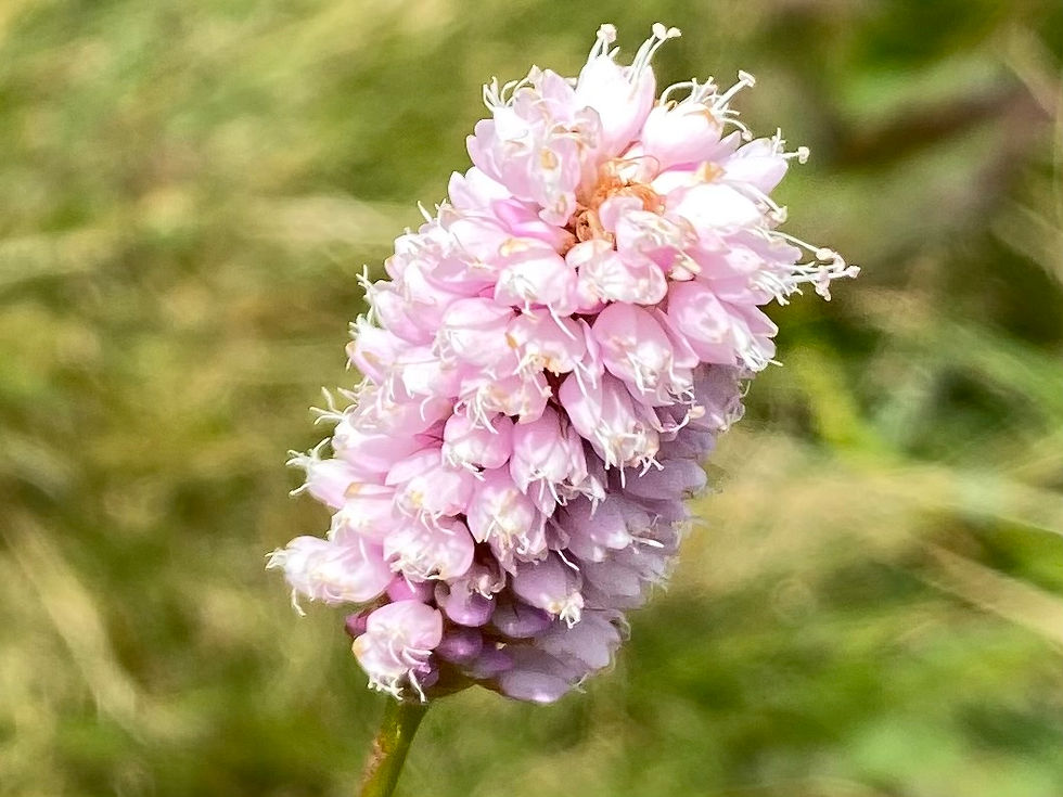 Ähre vom Wiesen-Knöterich / Schlangenknöterich (Polygonum bistorta)