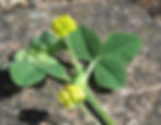 Das Hopfen-Klee (Medicago lupulina) der Gattung Schneckenklee (Medicago) hat 3-teilige Blätter mit ovalen Fiedern und trägt deshalb das Wort «Klee» in seinem Namen.