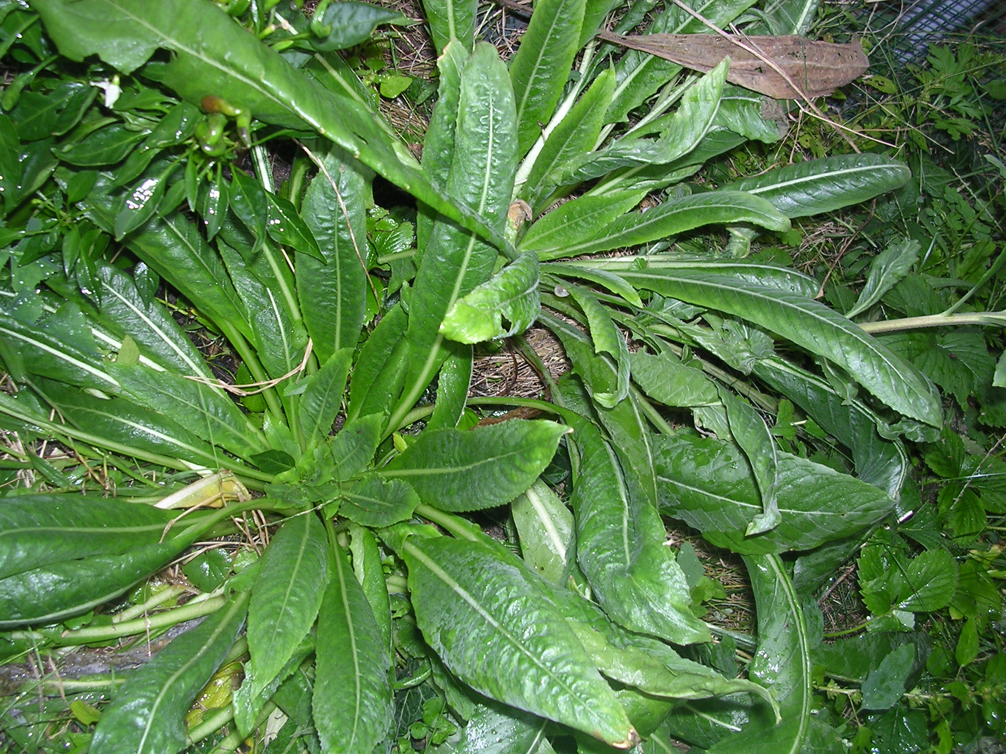 Onagraceae_Oenothera_biennis_Rosette.jpg