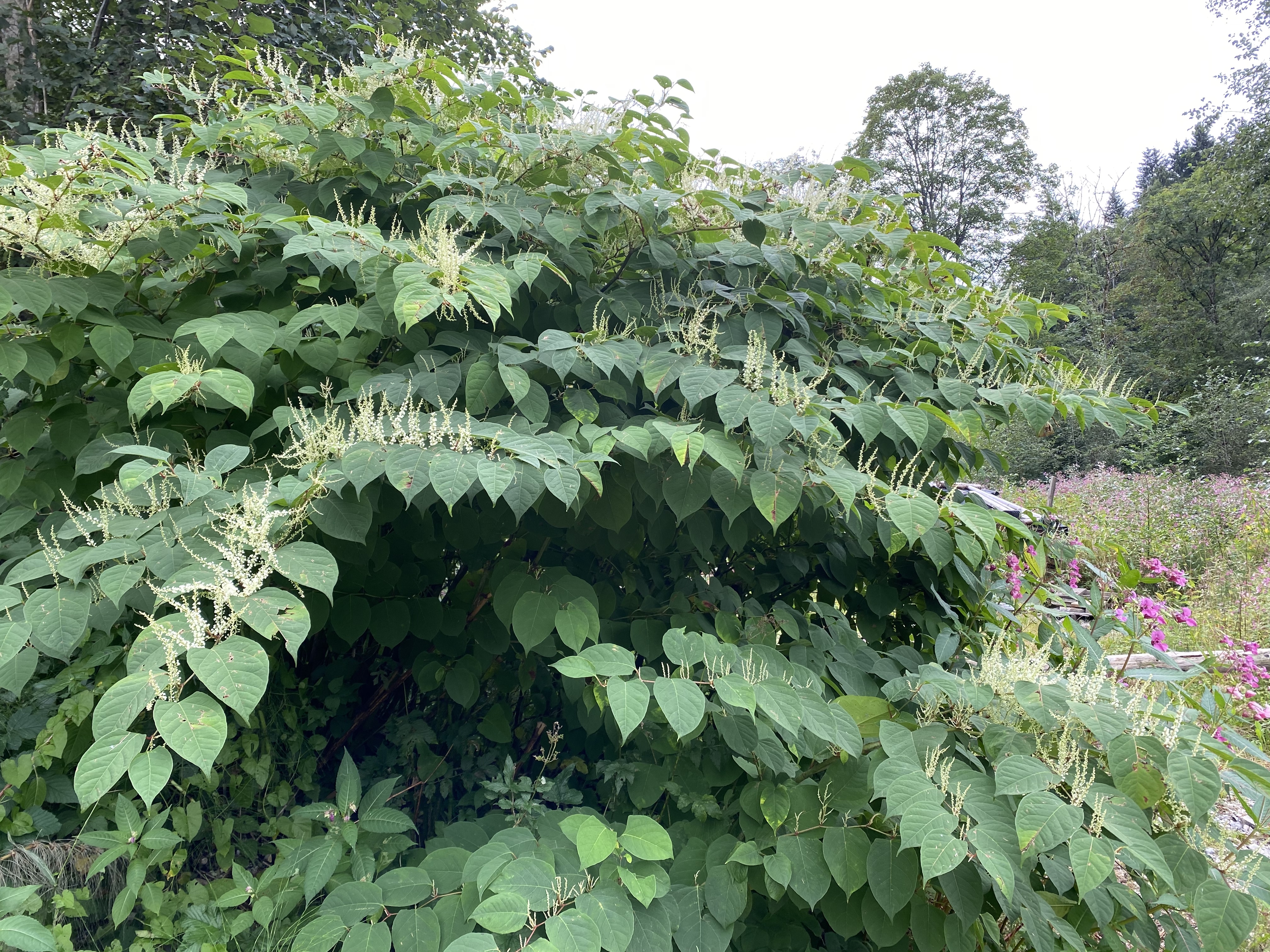 Japanischer Staudenknöterich (Reynoutria japonica) Eigenschaften / Merkmale / Bestimmung Verwendung, essbar,