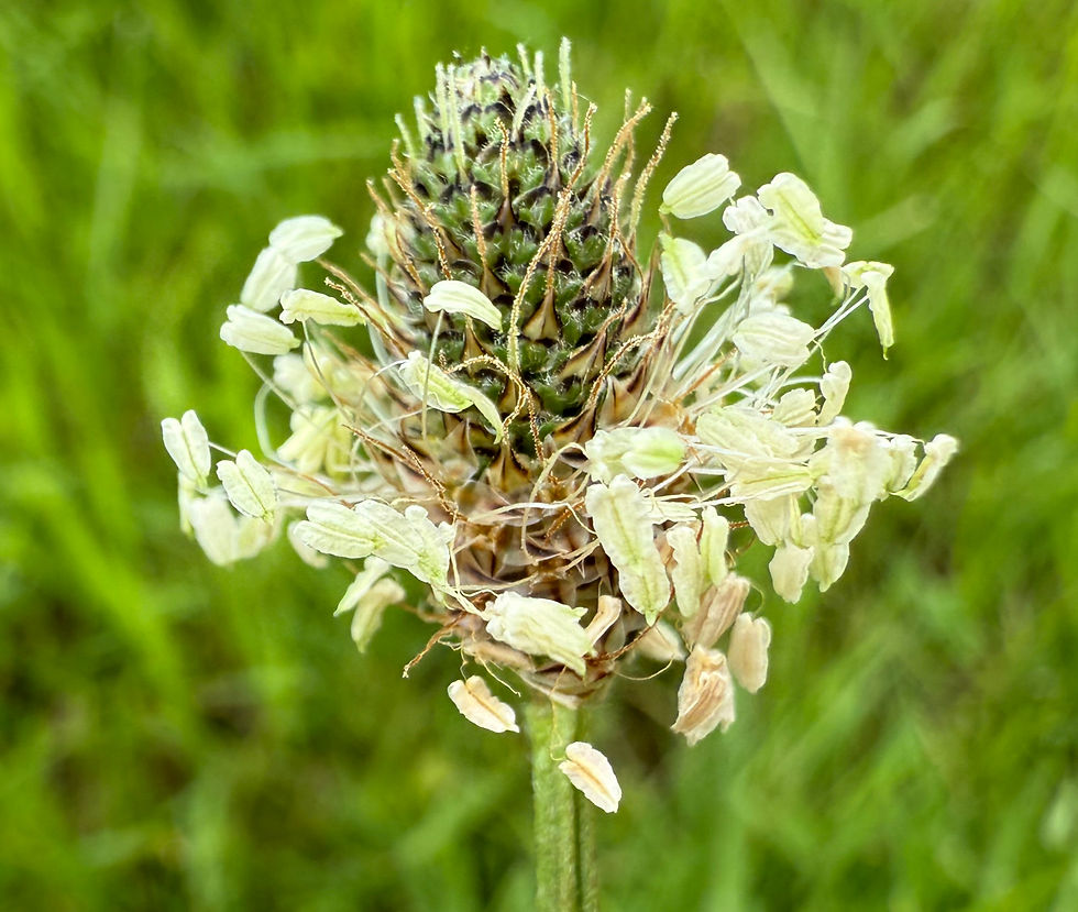 Blütenstand (Ähre) des Spitzwegerichs (Plantago lanceolata)