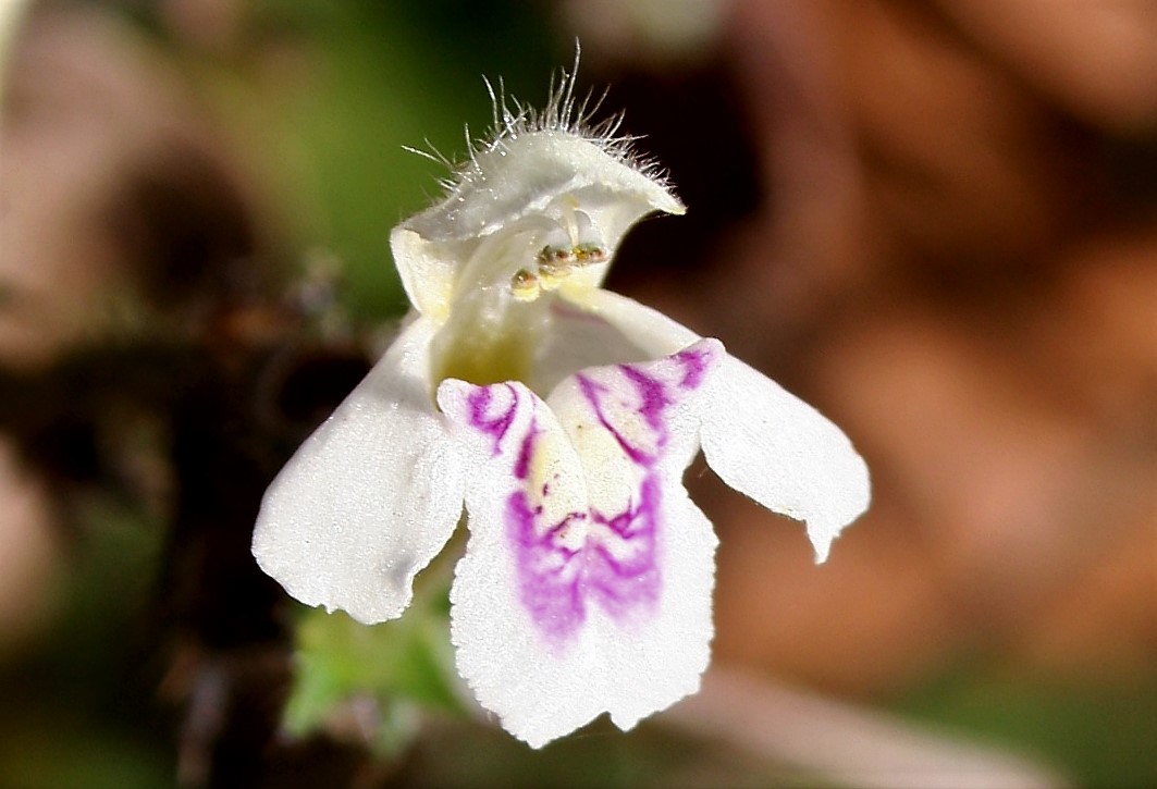 Lamiaceae Galeopsis tetrahit Gemeiner Hohlzahn Eigenschaften Bestimmung  Merkmale Verwendung Blüte