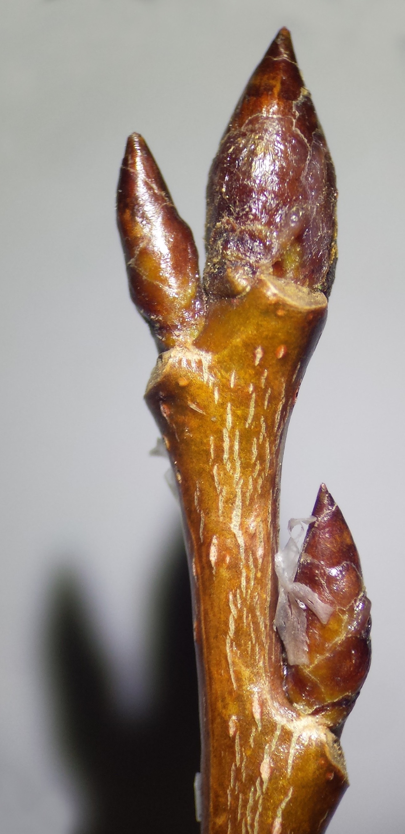 Zitter-Pappel (Populus tremula) Eigenschaften / Bestimmung / Merkmale / Verwendung; essbar; Knospen