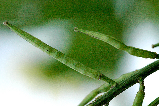 Acker Senf (Sinapis arvense) Eigenschaften / Bestimmung / Merkmale, essbar, Frucht