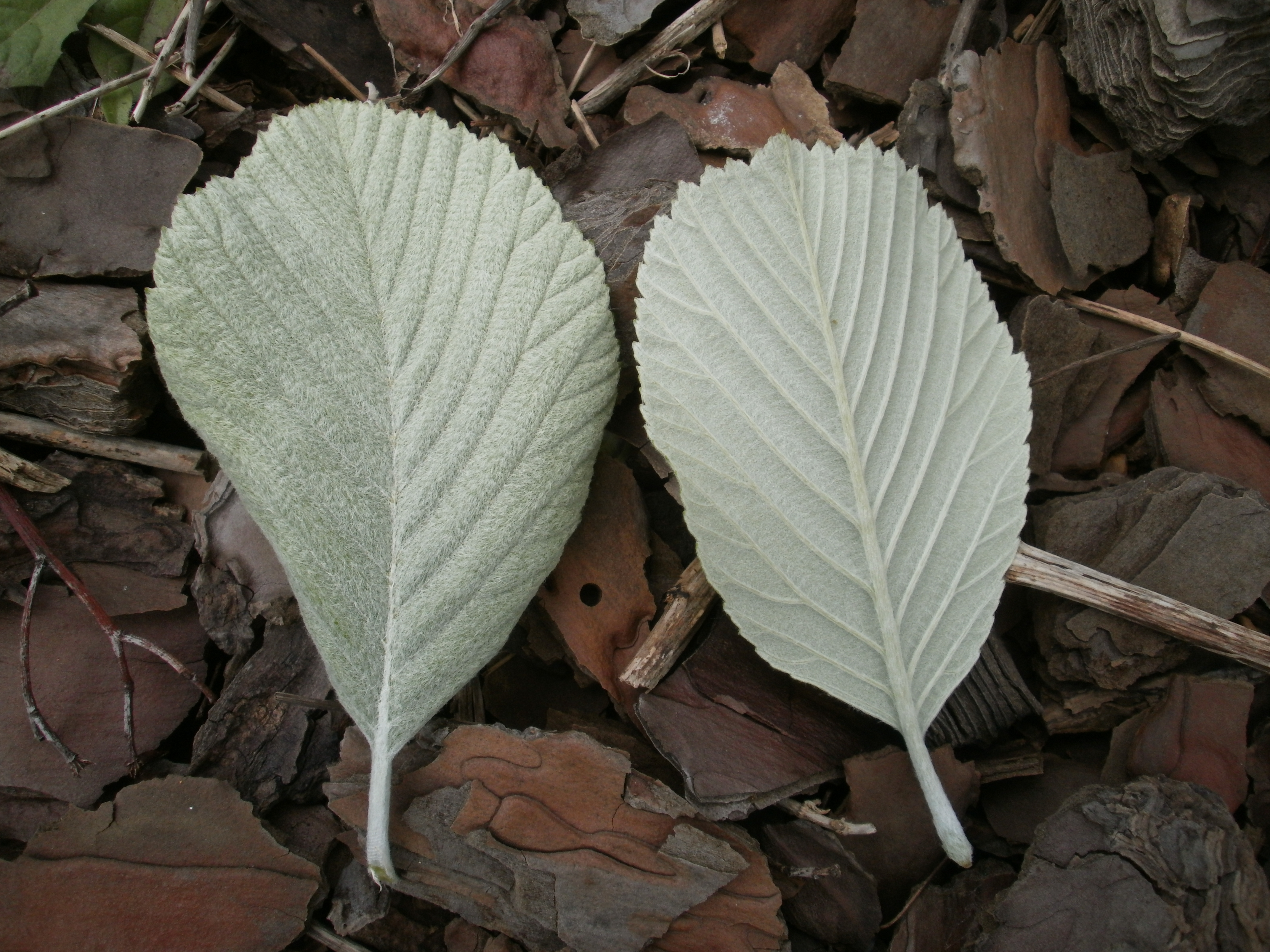 Rosaceae Sorbus Aria Echte Mehlbeere Eigenschaften Merkmale Blatt Unterseite