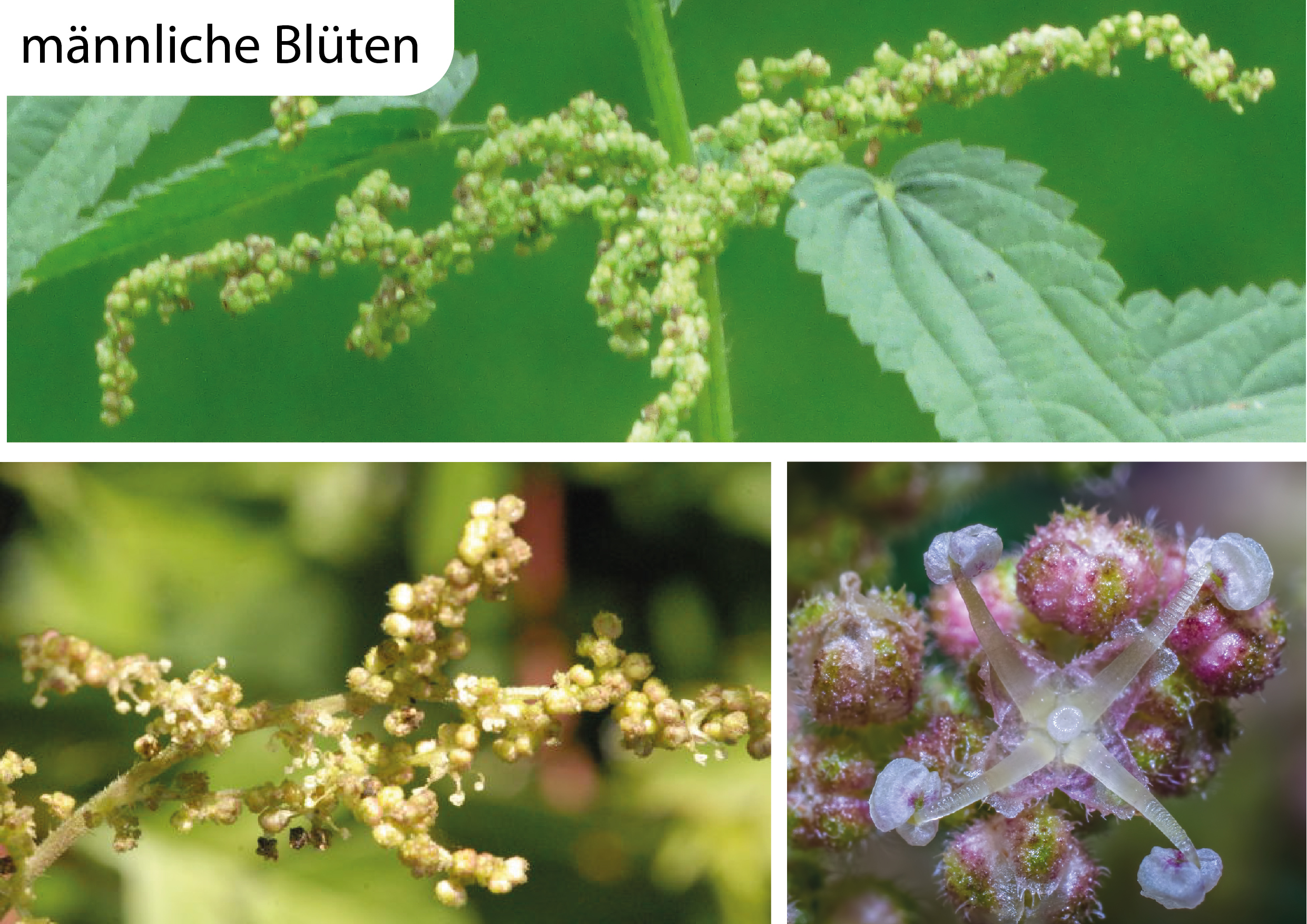 essbare Wildpflanzen Wildkräuter Urticaceae Urtica dioica Grosse Brennnessel Bestimmungsmerkmale Eigenschaften Erkennung Nutzung männliche Blüten