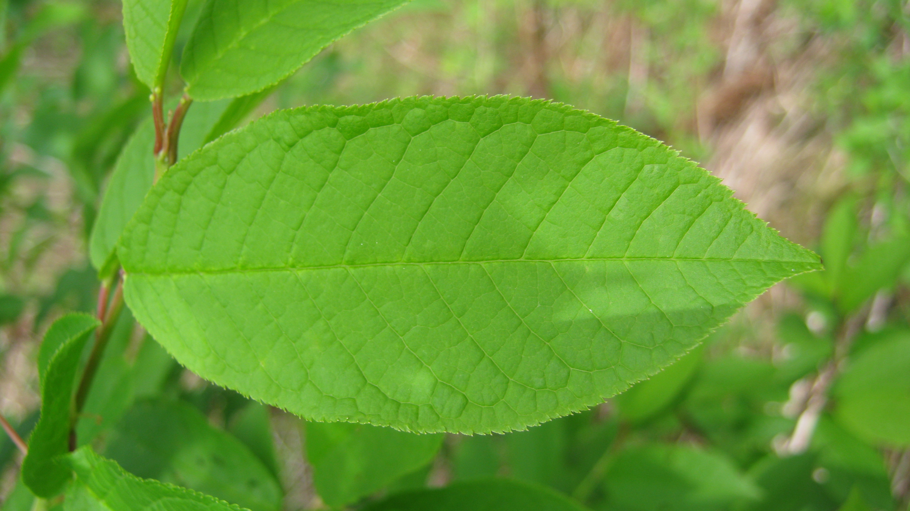 Rosaceae_Prunus_padus_Blatt.JPG