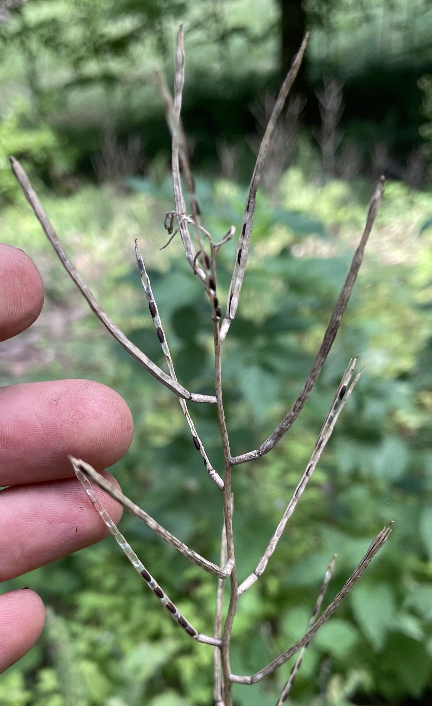 Brassicaceae Allaria petiolata Knoblauchsrauke Eigenschaften Merkmale Bestimmung Früchte Frucht