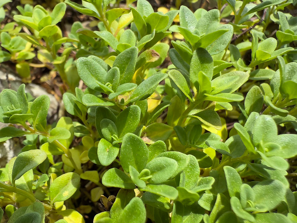 Feld-Thymian (Thymus serpyllum)