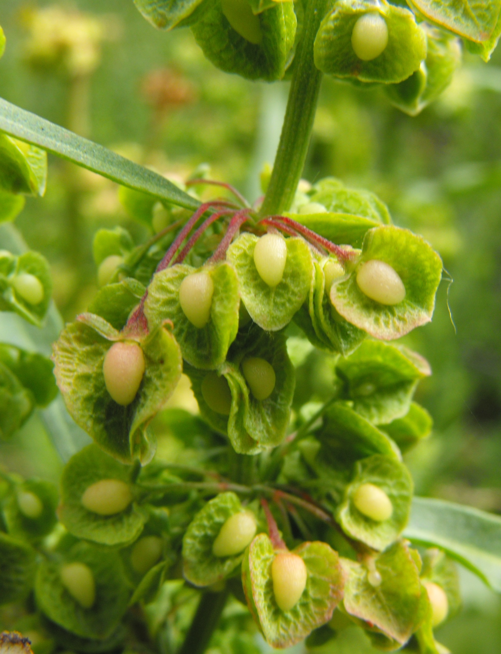 Polygonaceae Rumex Amper Blüten