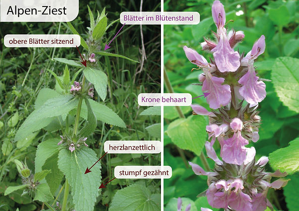 Alpen-Ziest Eigenschaften Unterschied Verwechslung Wald Ziest