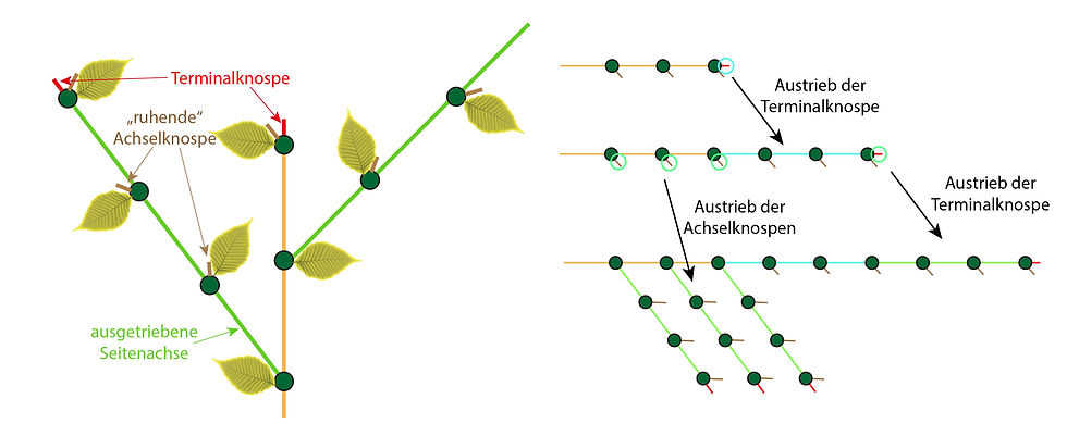 Das Längenwachstum der Pflanzen führt über die Knospen (Achsel- und Terminalknospen)