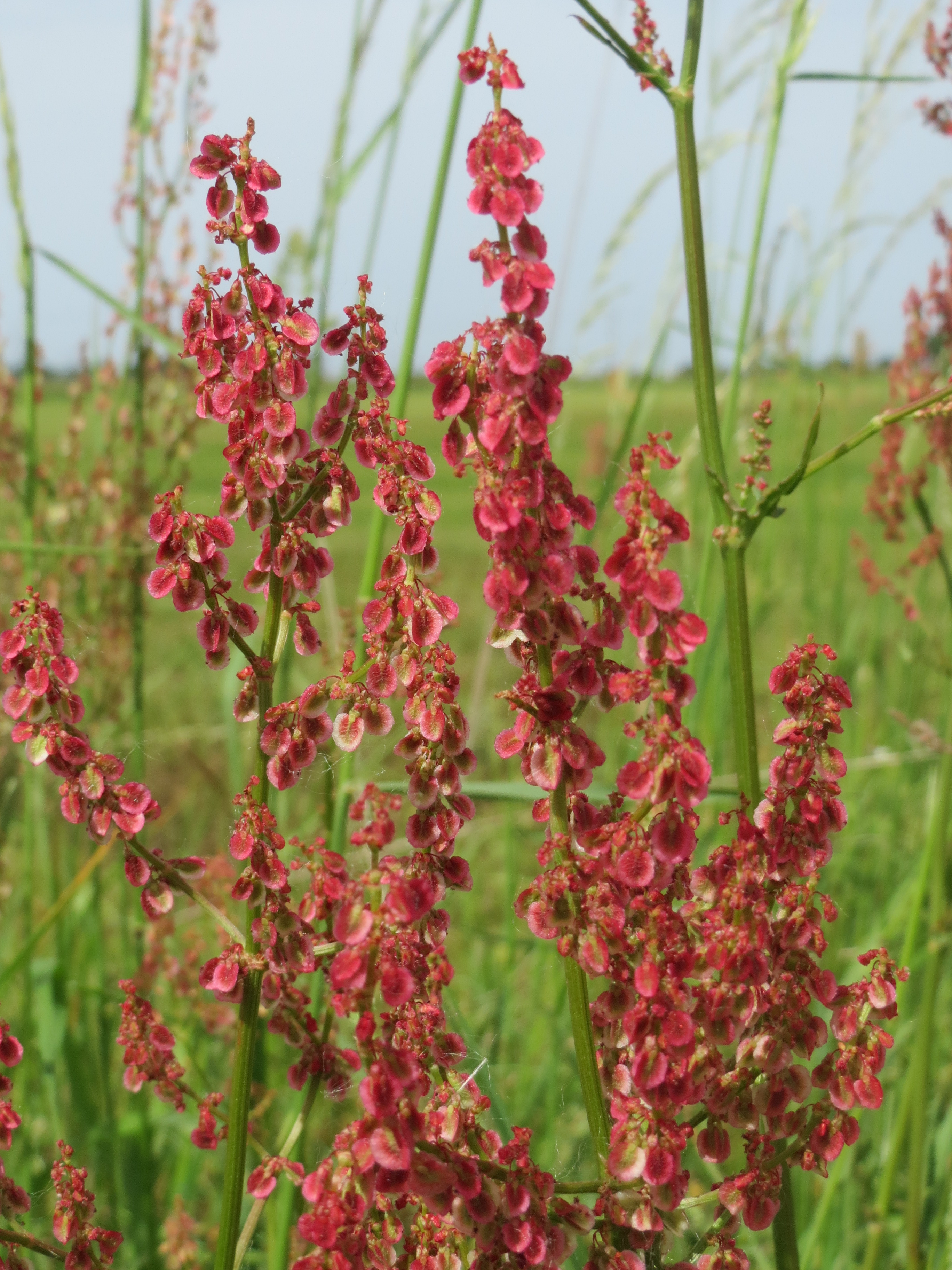 Polygonaceae Rumex Amper Blütenstand
