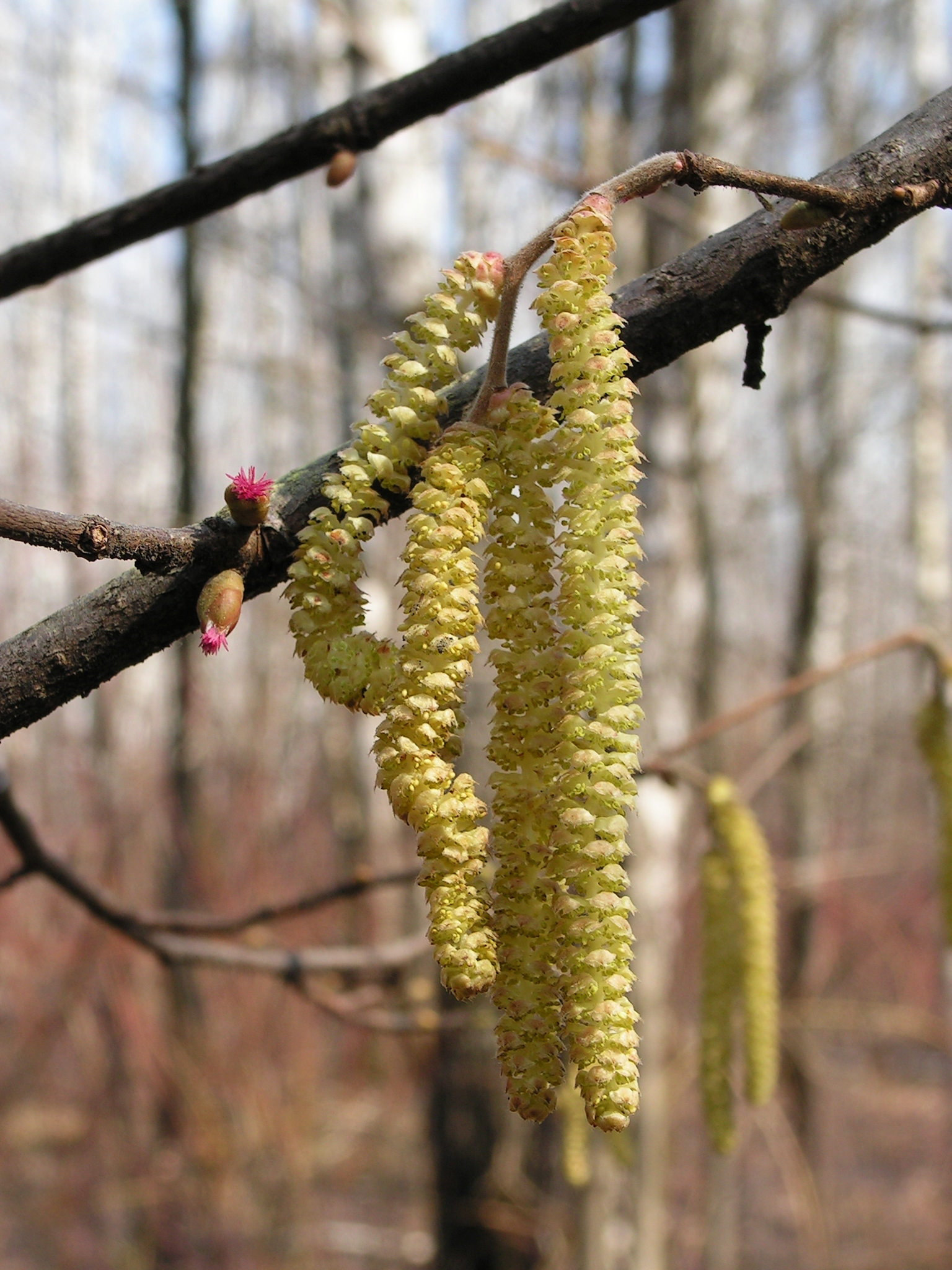 Betulaceae_Corylus_avellana_Kätzchen.jpg