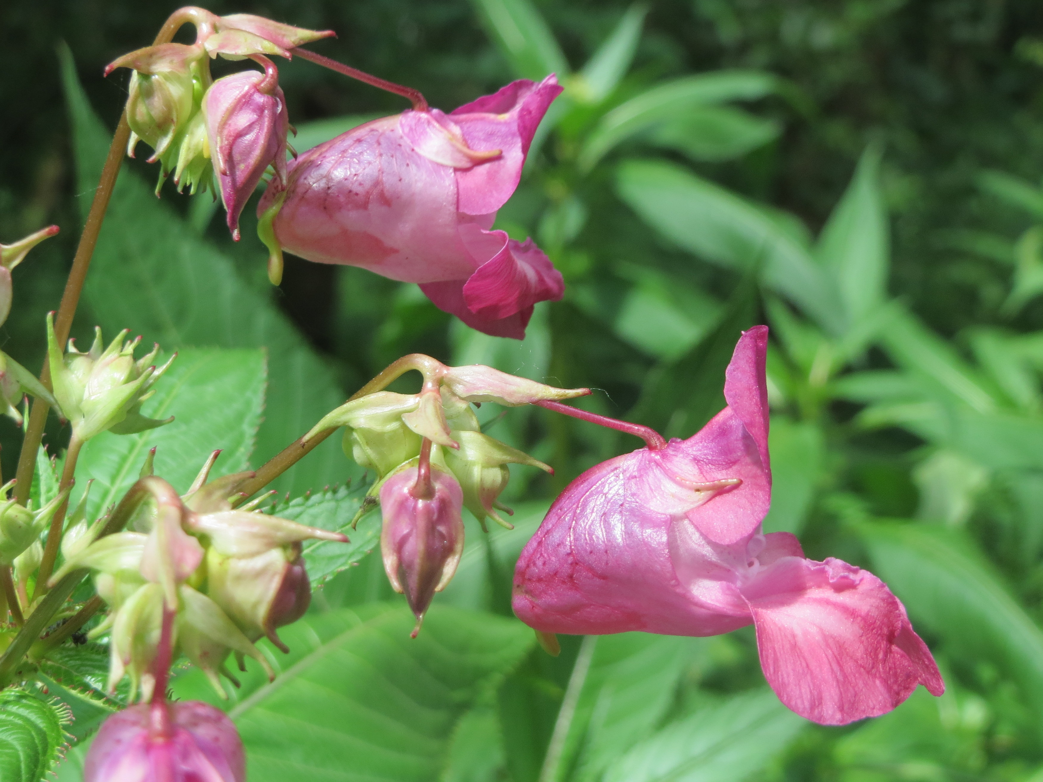 Drüsiges Springkraut (Impatiens glandulifera): Eigenschaften / Beschreibung / Merkmale / Bestimmung / Verwendung, essbar: Blüte, seitlich