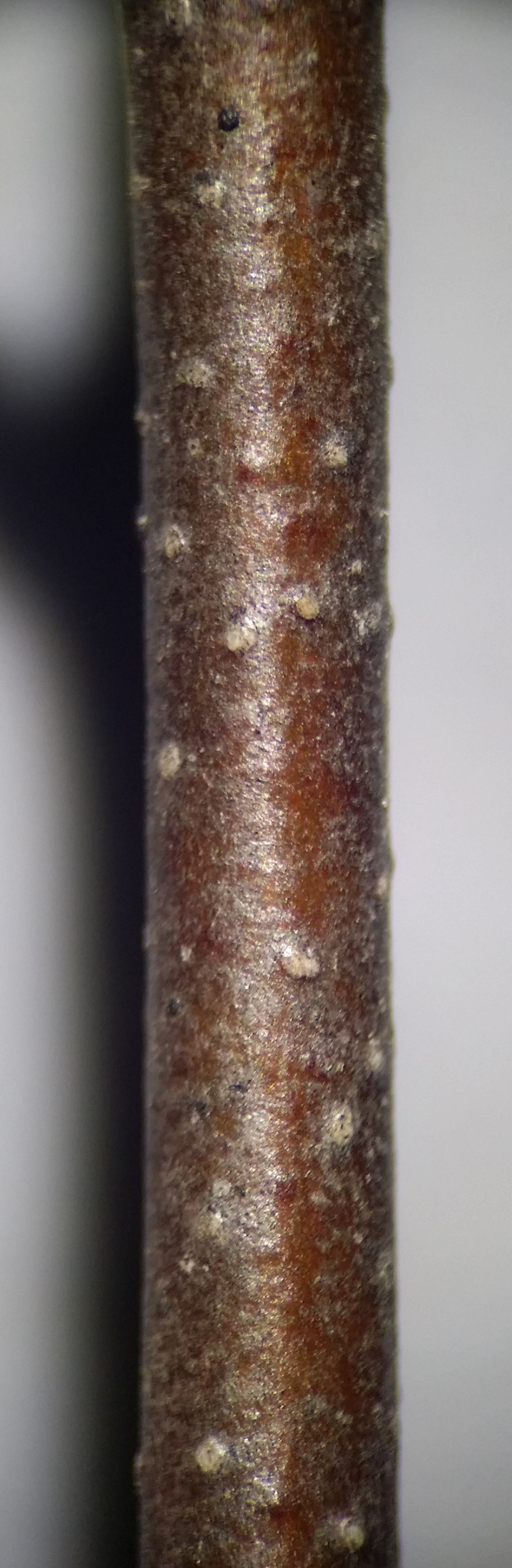 Hänge-Birke (Betula pendula) Eigenschaften, Beschreibung, Bestimmung, Merkmale, Verwendung, essbar: junge ZWeige