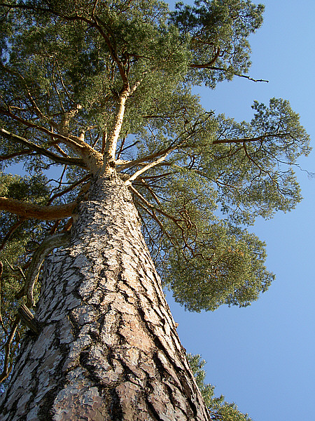 Pinaceae Pinus sylvetris Waldkiefer Eigenschaften Merkmale Bestimmung Borke unten