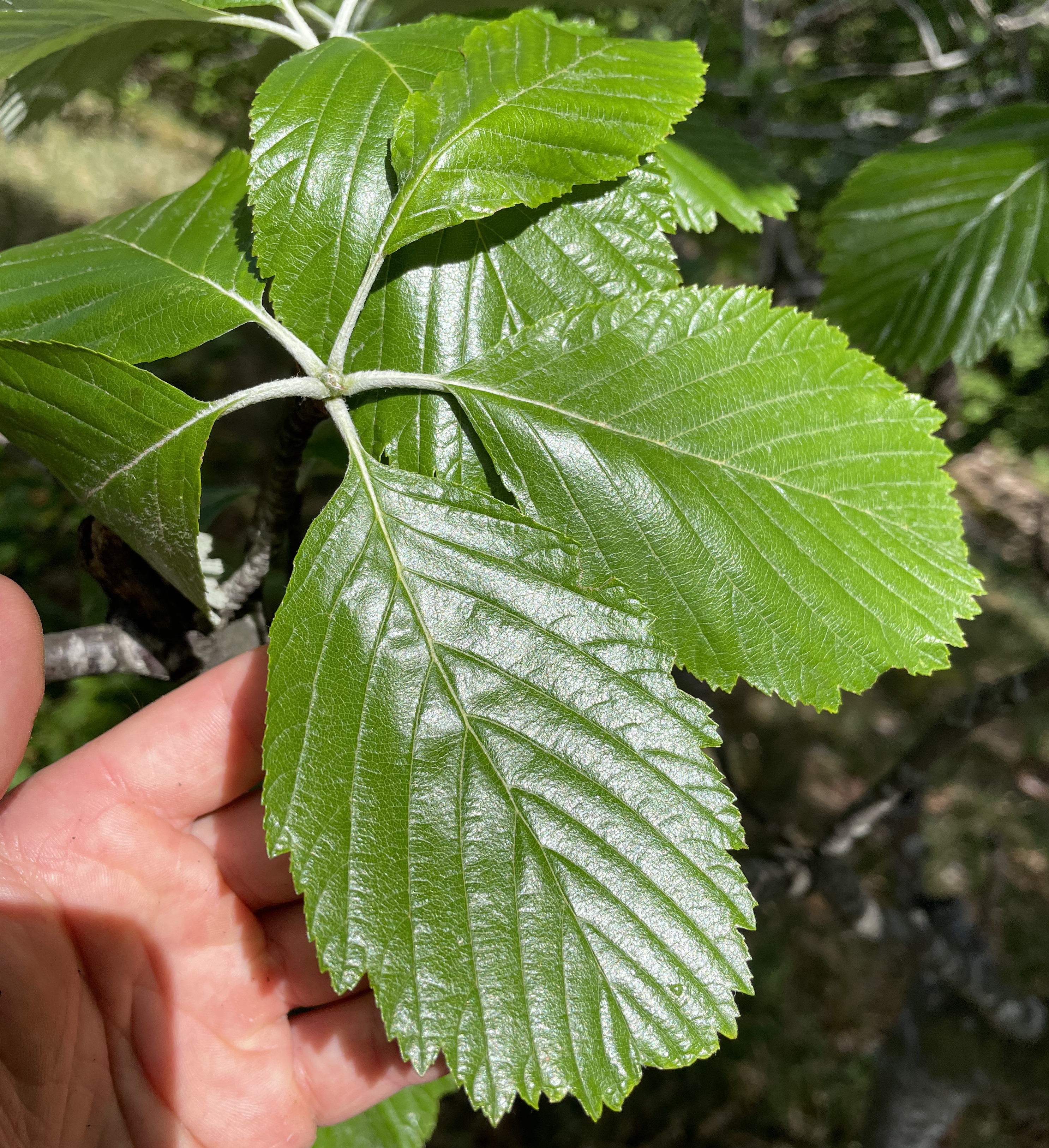 Rosaceae Sorbus Aria Echte Mehlbeere Eigenschaften Merkmale Blatt Oberseite