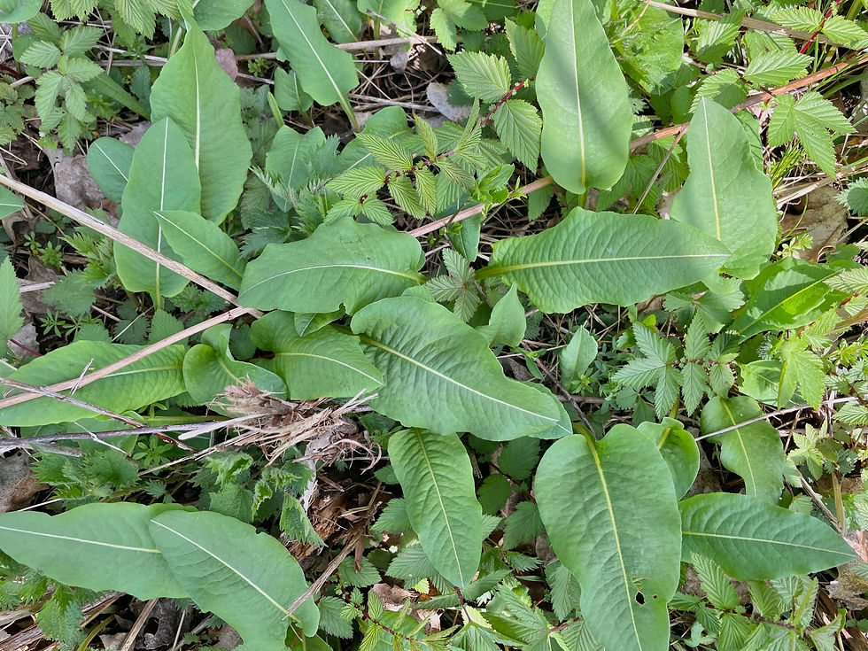 Grundrosette vom Wiesen-Knöterich / Schlangenknöterich (Polygonum bistorta)