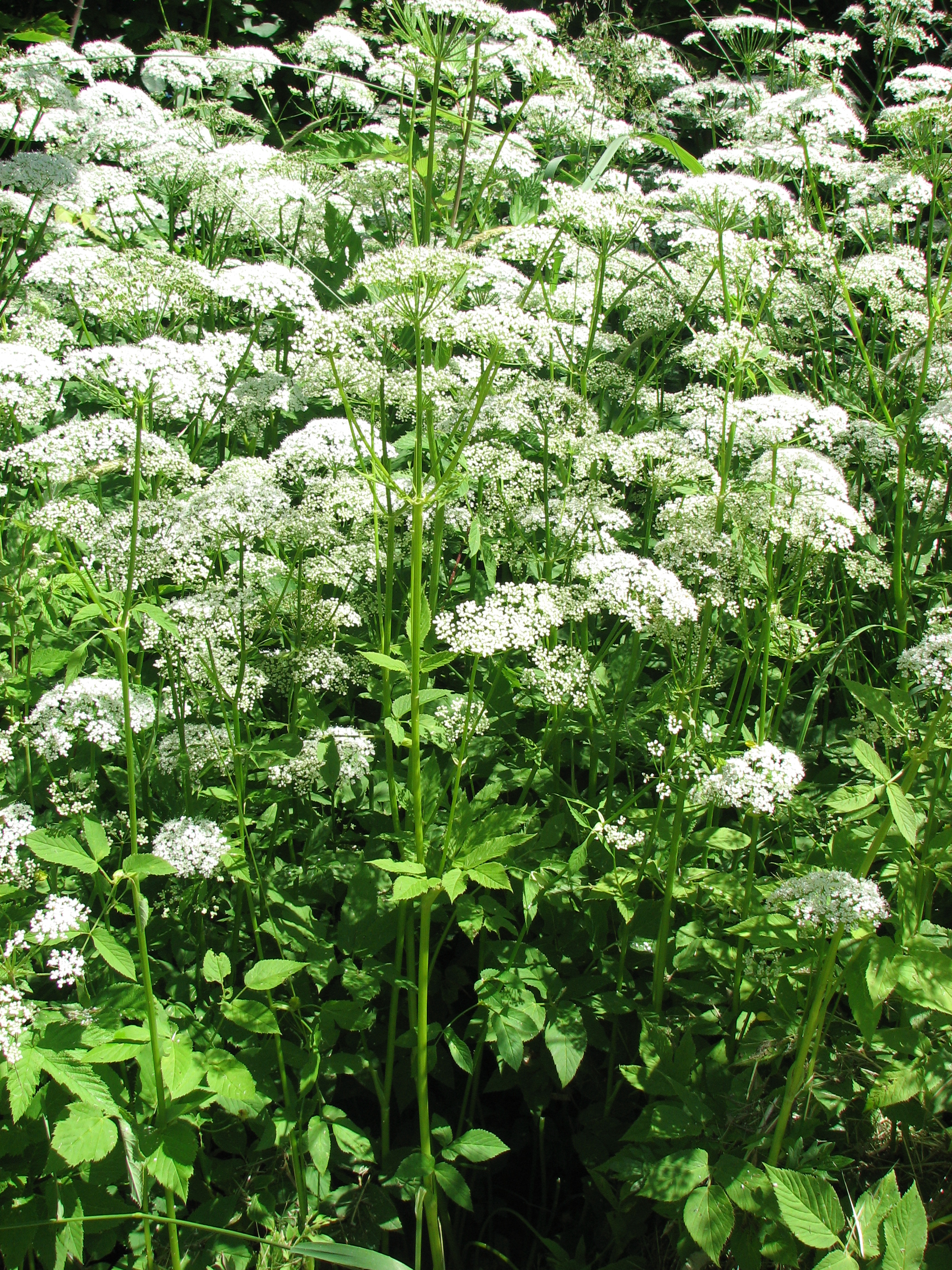 Apiaceae Aegopodium podagraria Giersch Eigenschaften Merkmale Bestimmung Stängel