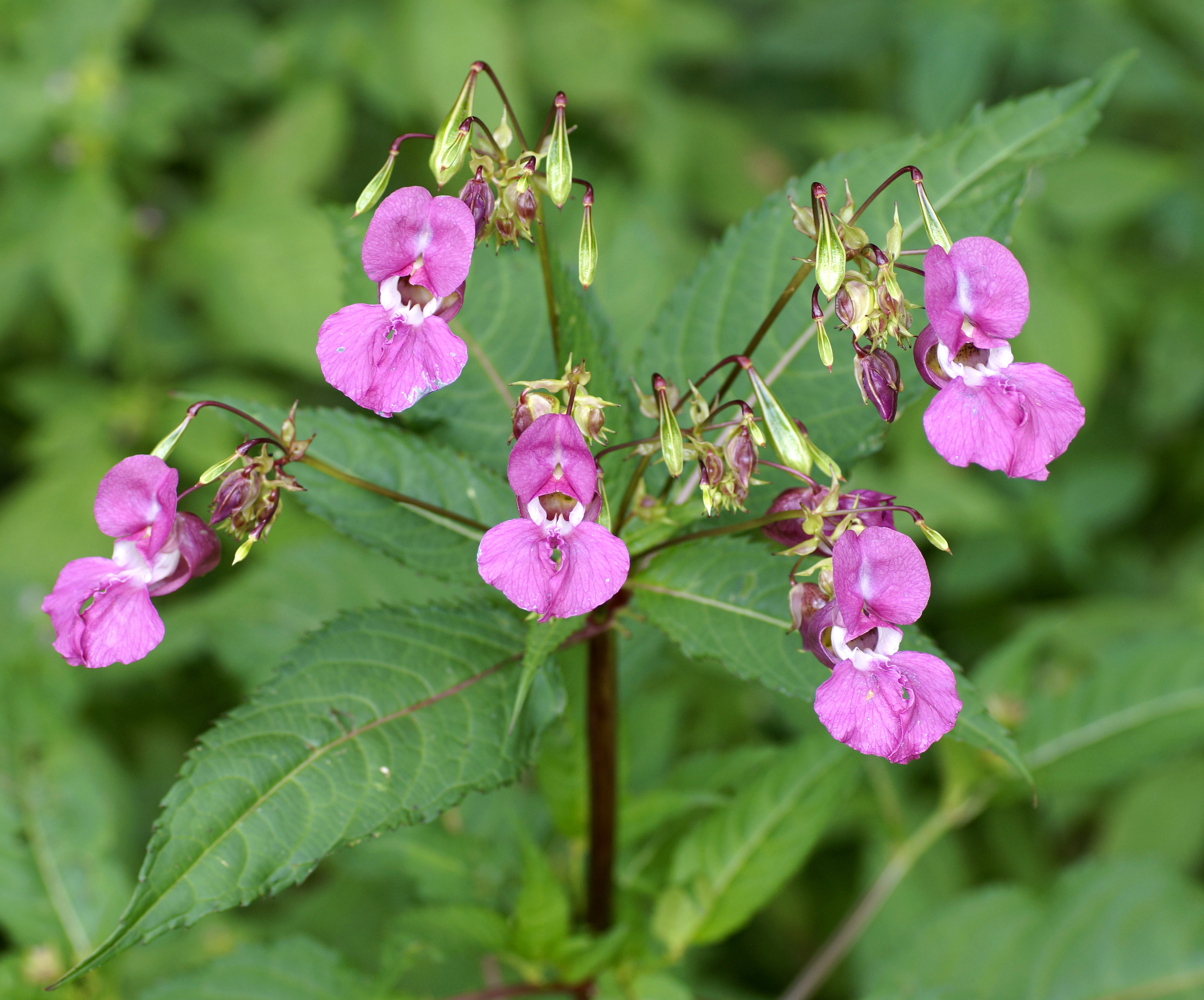 Drüsiges Springkraut (Impatiens glandulifera): Eigenschaften / Beschreibung / Merkmale / Bestimmung / Verwendung, essbar: Blütenstand