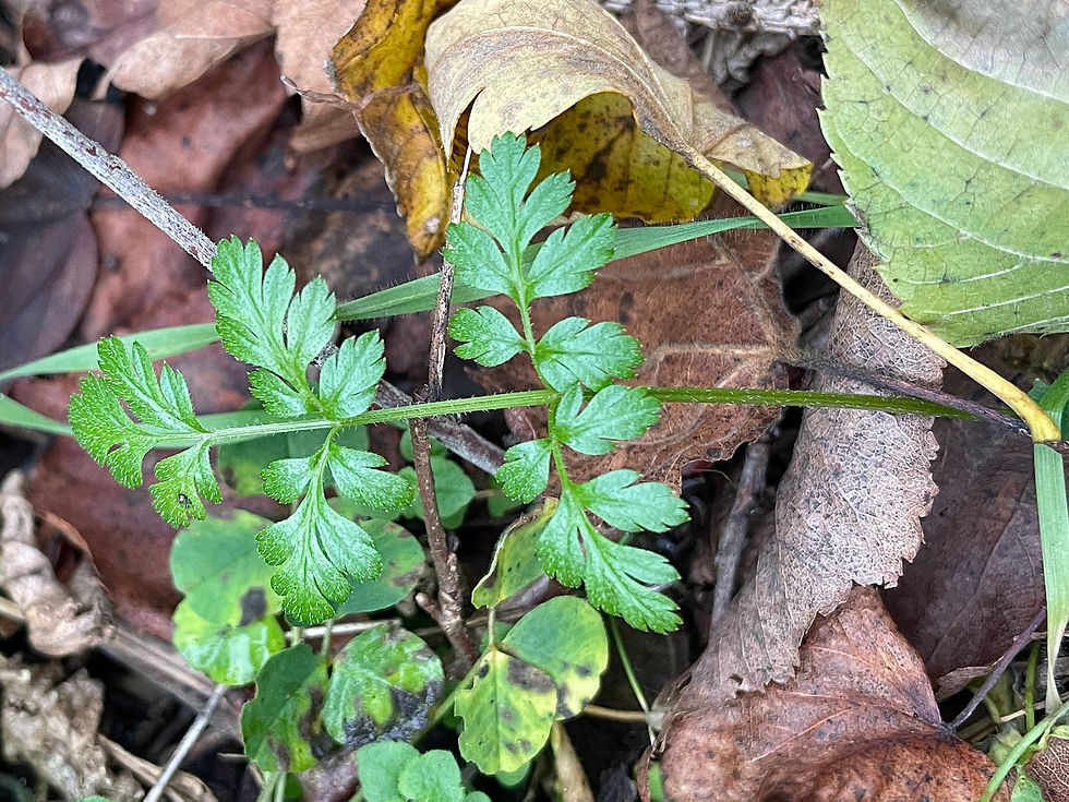 Grundrosettenblatt vom Gewöhnlichen Klettenkerbel (Torilis japonica)