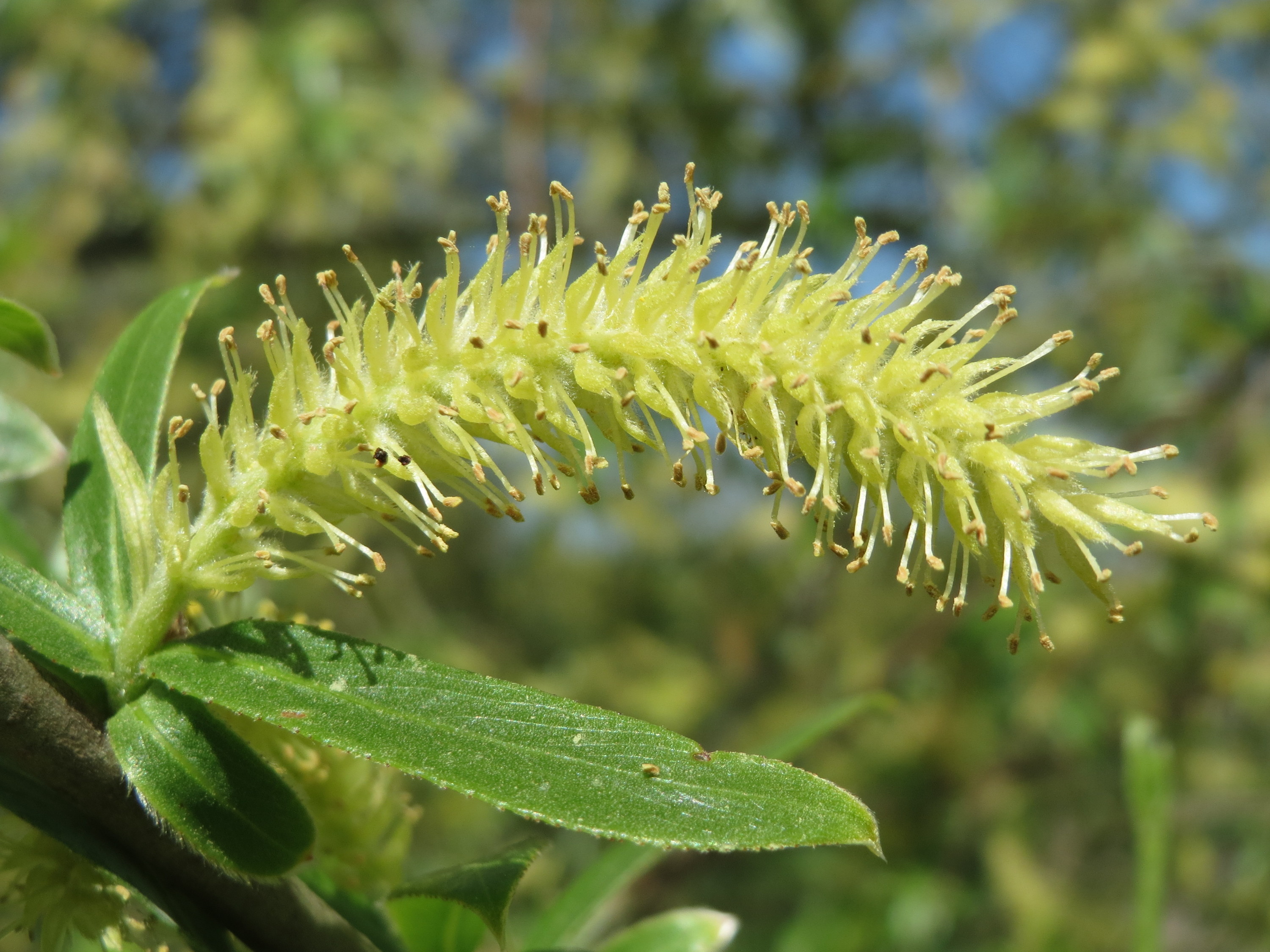 Silber Weide (Salix alba); Merkmale / Bestimmung / Verwendung; Früchte
