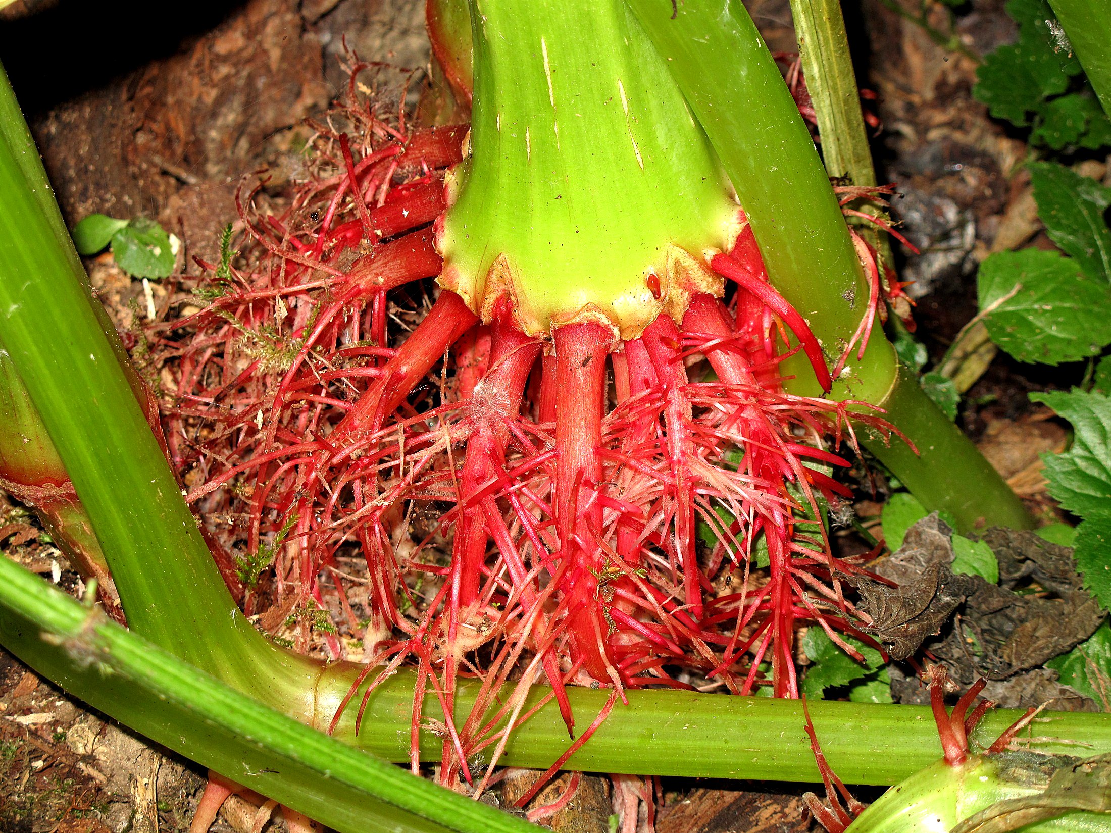 Drüsiges Springkraut (Impatiens glandulifera): Eigenschaften / Beschreibung / Merkmale / Bestimmung / Verwendung, essbar: Wurzel