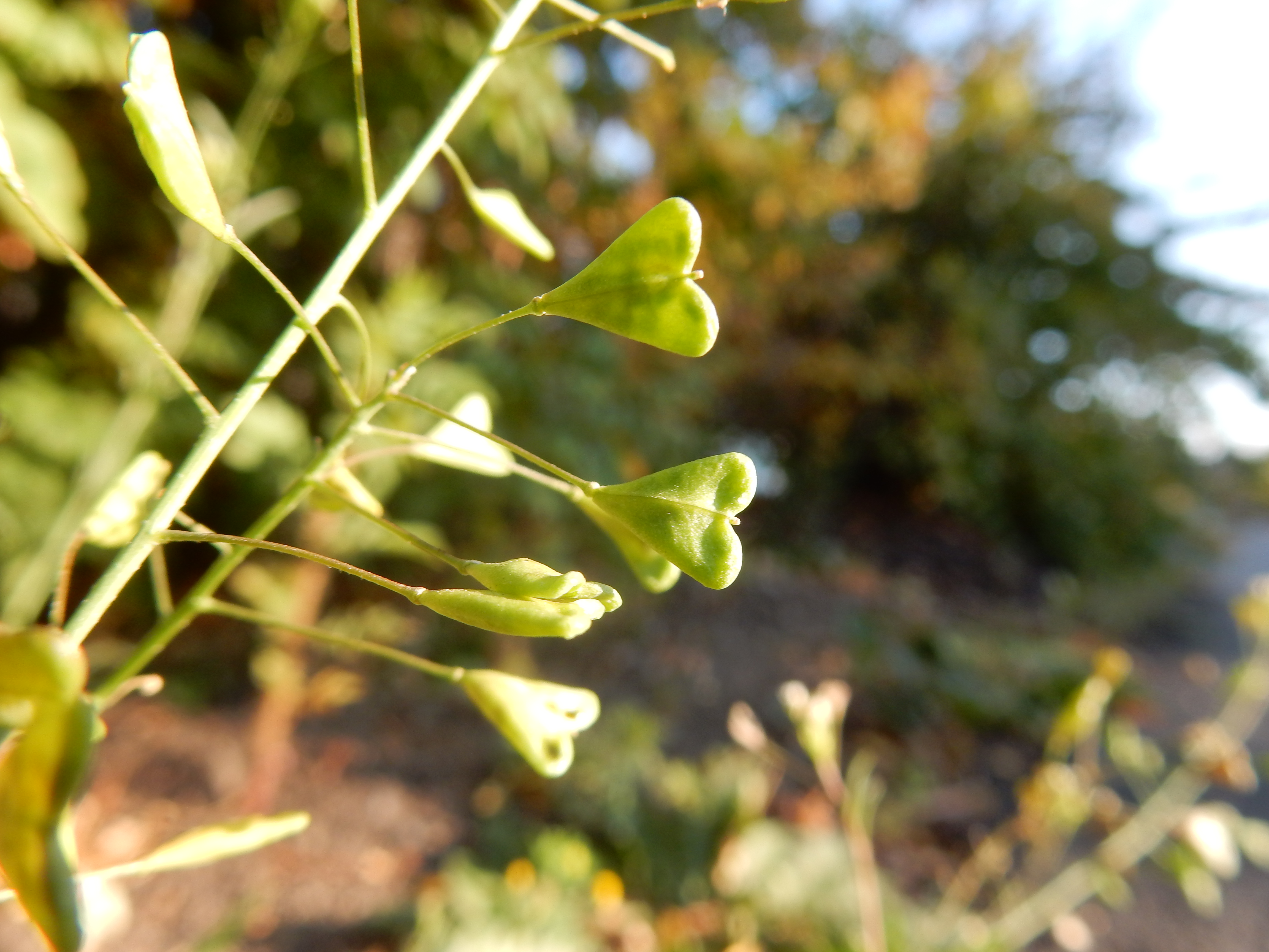 Brassicaceae_Capsella_bursa-pastoris_Frucht.jpg