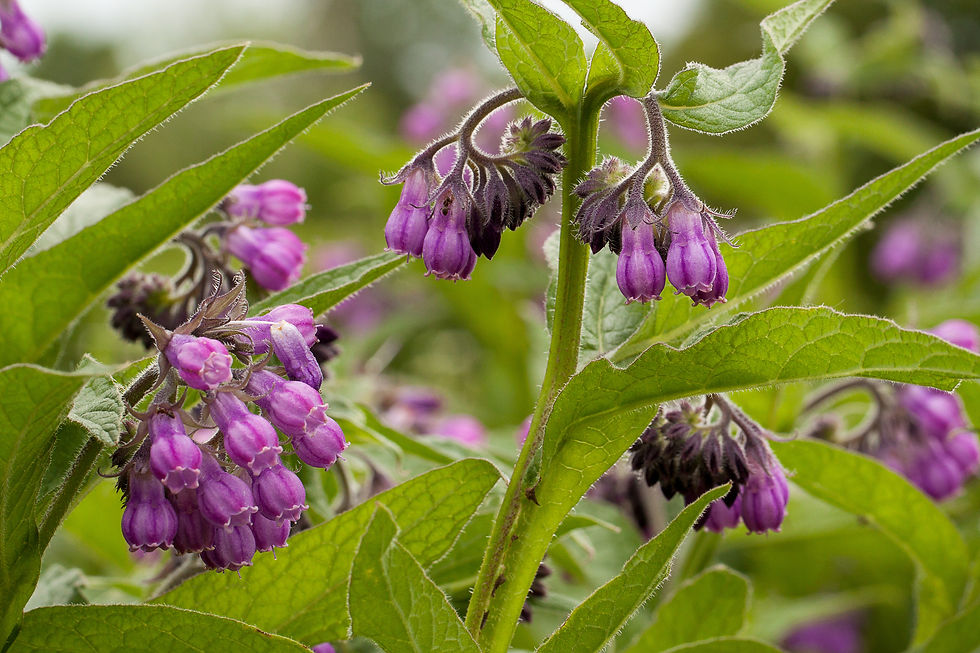 Blütenstände und Blüten vom Beinwell (Symphytum officinale)