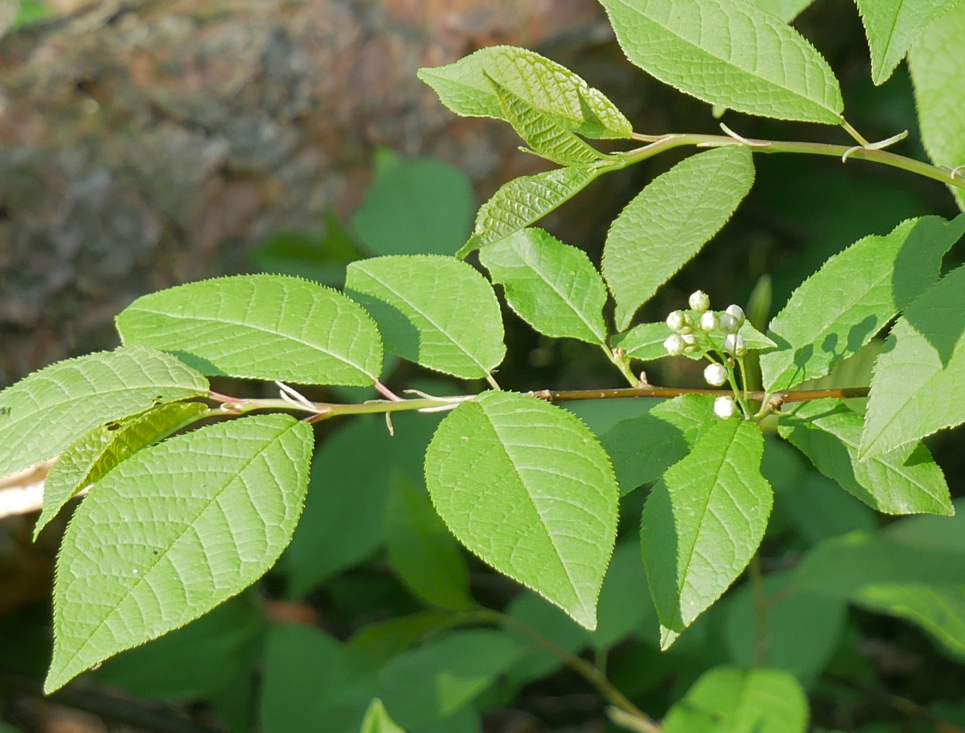 Rosaceae_Prunus_padus_Zweig.jpg
