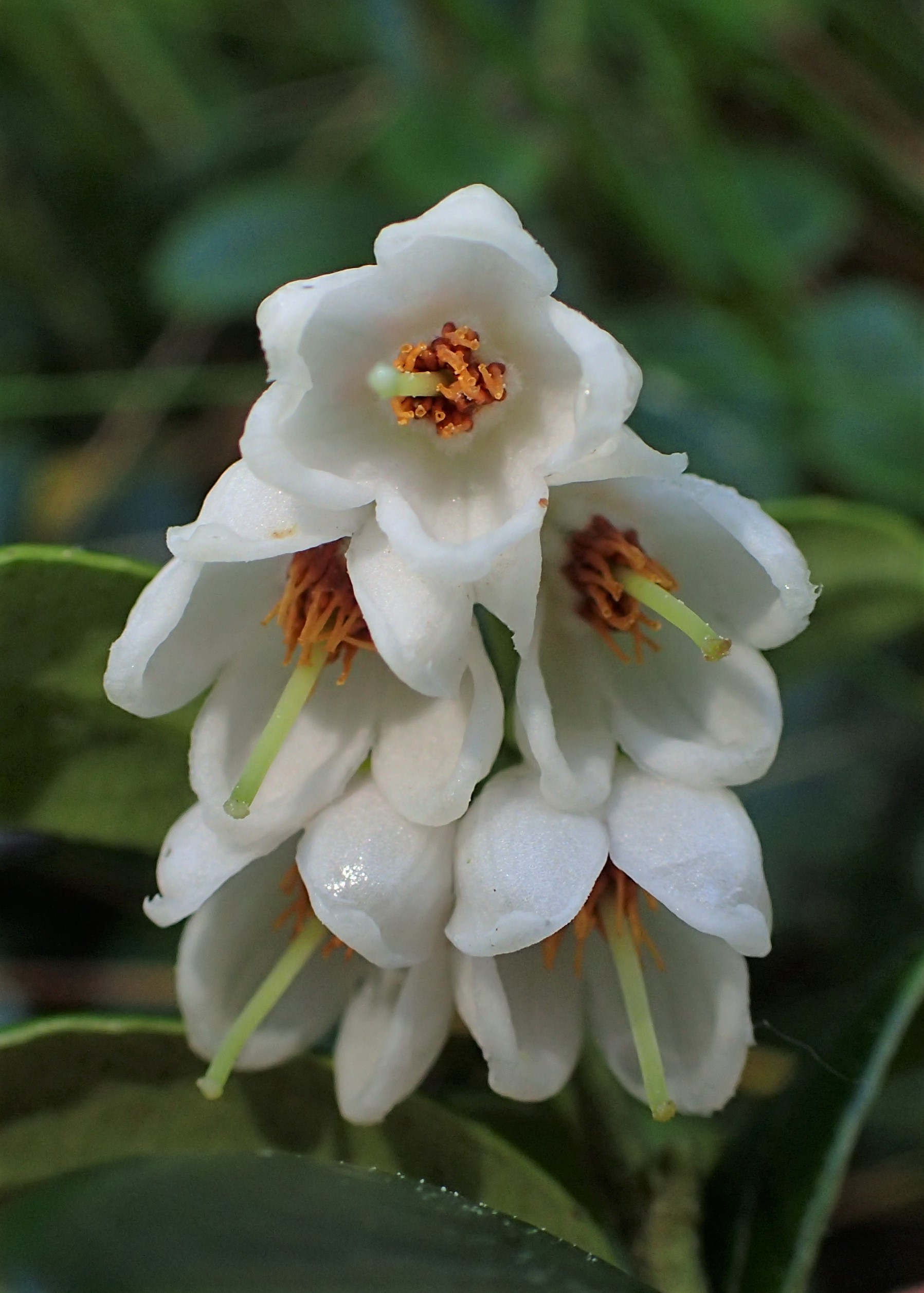 Preiselbeere (Vaccinium vitis-ideae) Bestimmung / Merkmale / Eigenschaften / Verwendung, essbar: Blüten von vorne