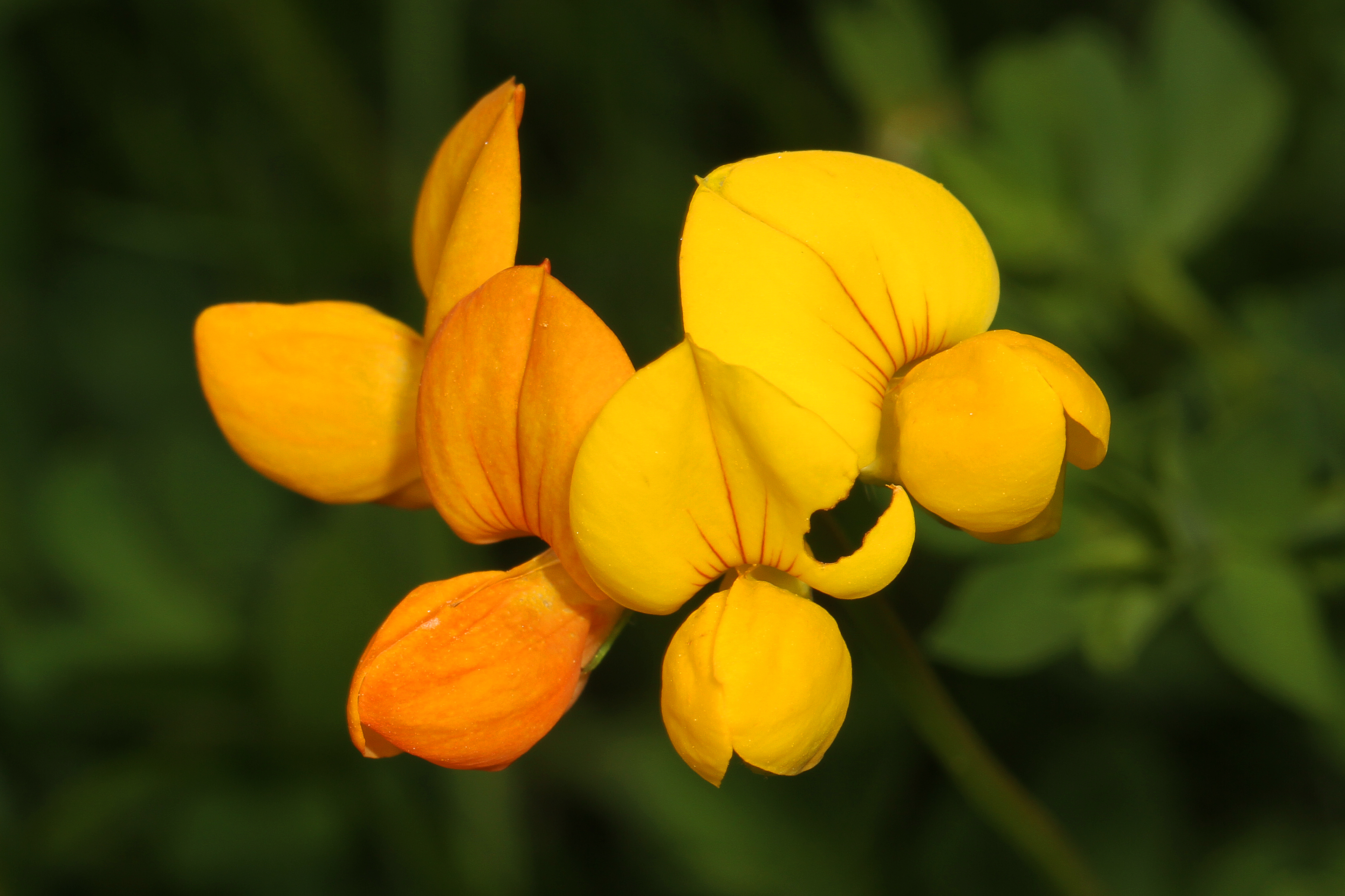 Gewöhnlicher Hornklee (Lotus corniculatus);  in kleinen Mengen essbar; Merkmale / Bestimmung / Verwendung; Blüte