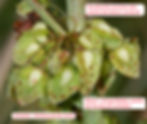 Bei der der Gattung Ampfer (Rumex) wird die Nussfrucht durch die inneren Perigonblätter, die «Valven» genannt werden, komplett umhüllt. Die Verdickungen der Valven nennt man «Schwiele».
