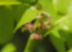 unscheinbare weibliche Blütenstände der Stiel-Eiche (Quercus robur)