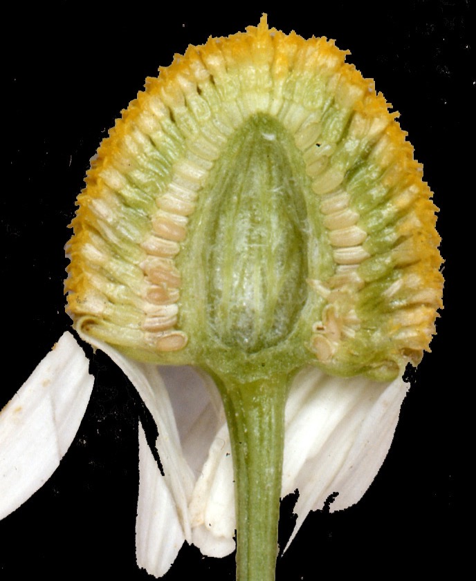 Asteraceae Matricaria chamomilla Echte Kamele Eigenschaften Merkmale Bestimmung Verwendung Blütenkorb Querschnitt