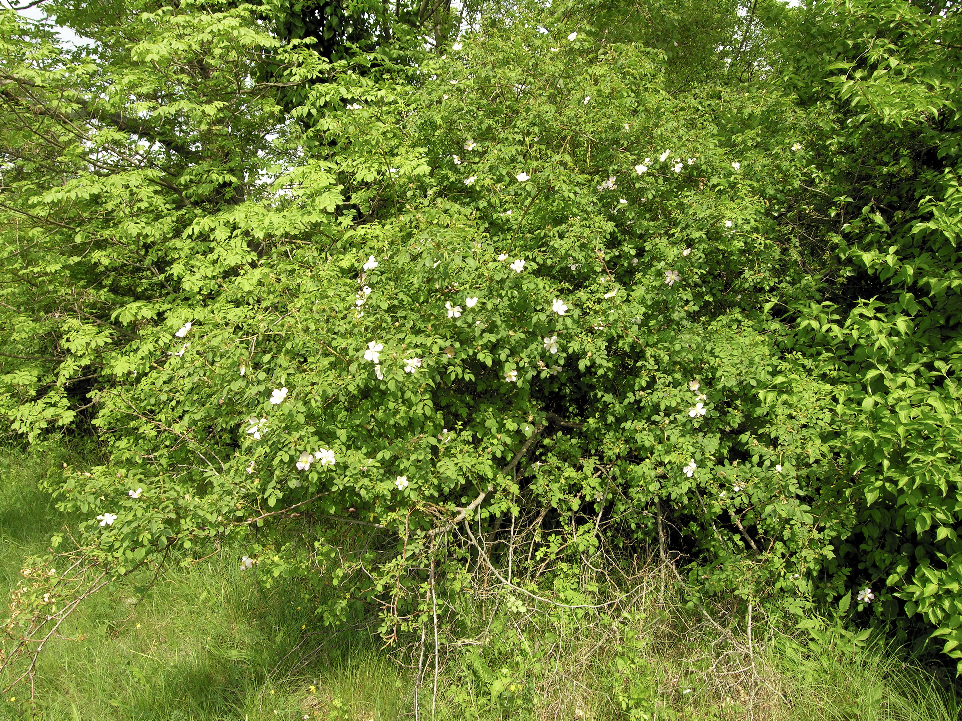 Rosaceae Rosa canina Hundsrose Bestimmung, Eigenschaften, Merkmale,  Verwendung Habitus