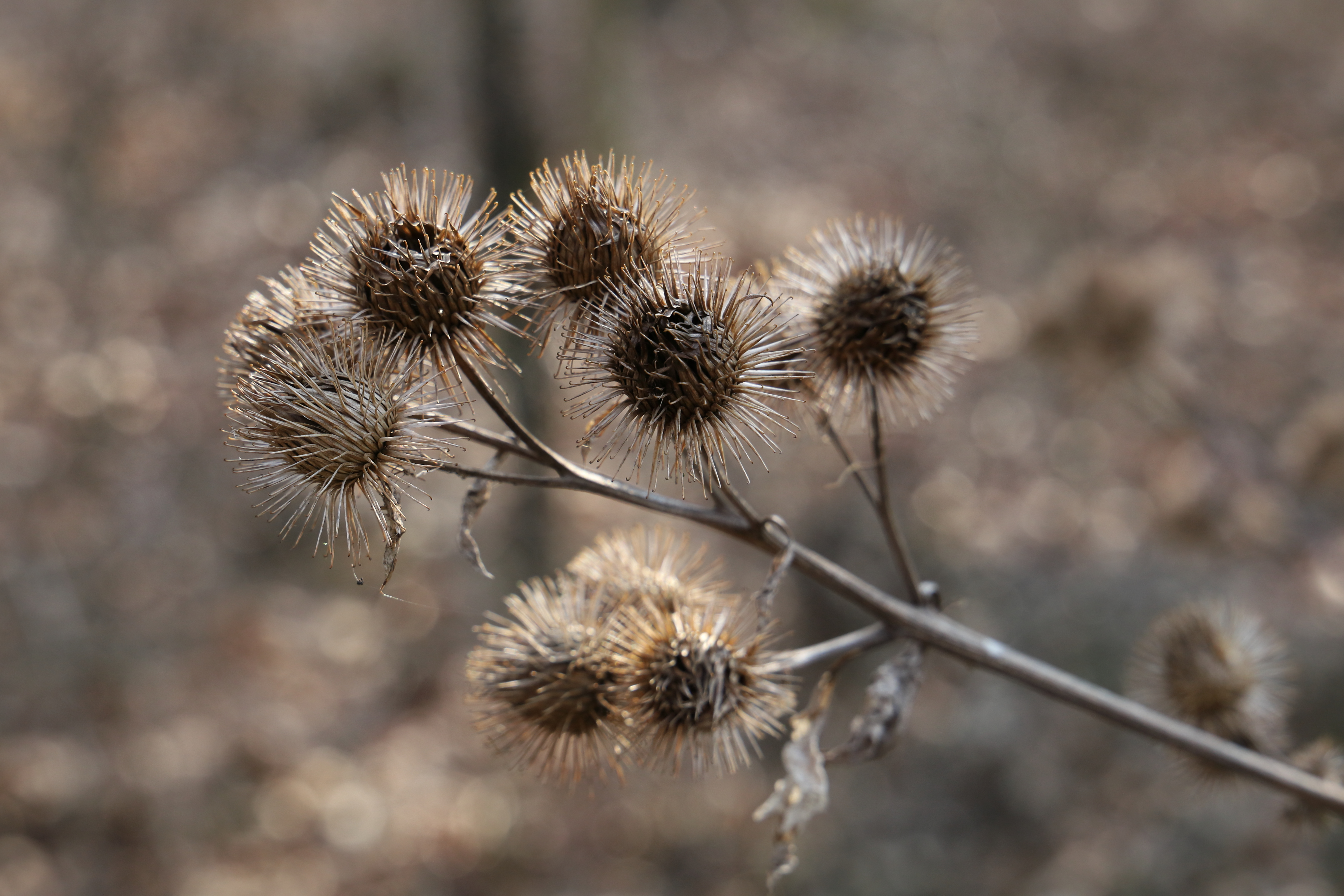 Asteraceae Arctium Lappa Grosse Klette Eigenschaften Merkmale Bestimmung Verwendung Früchte