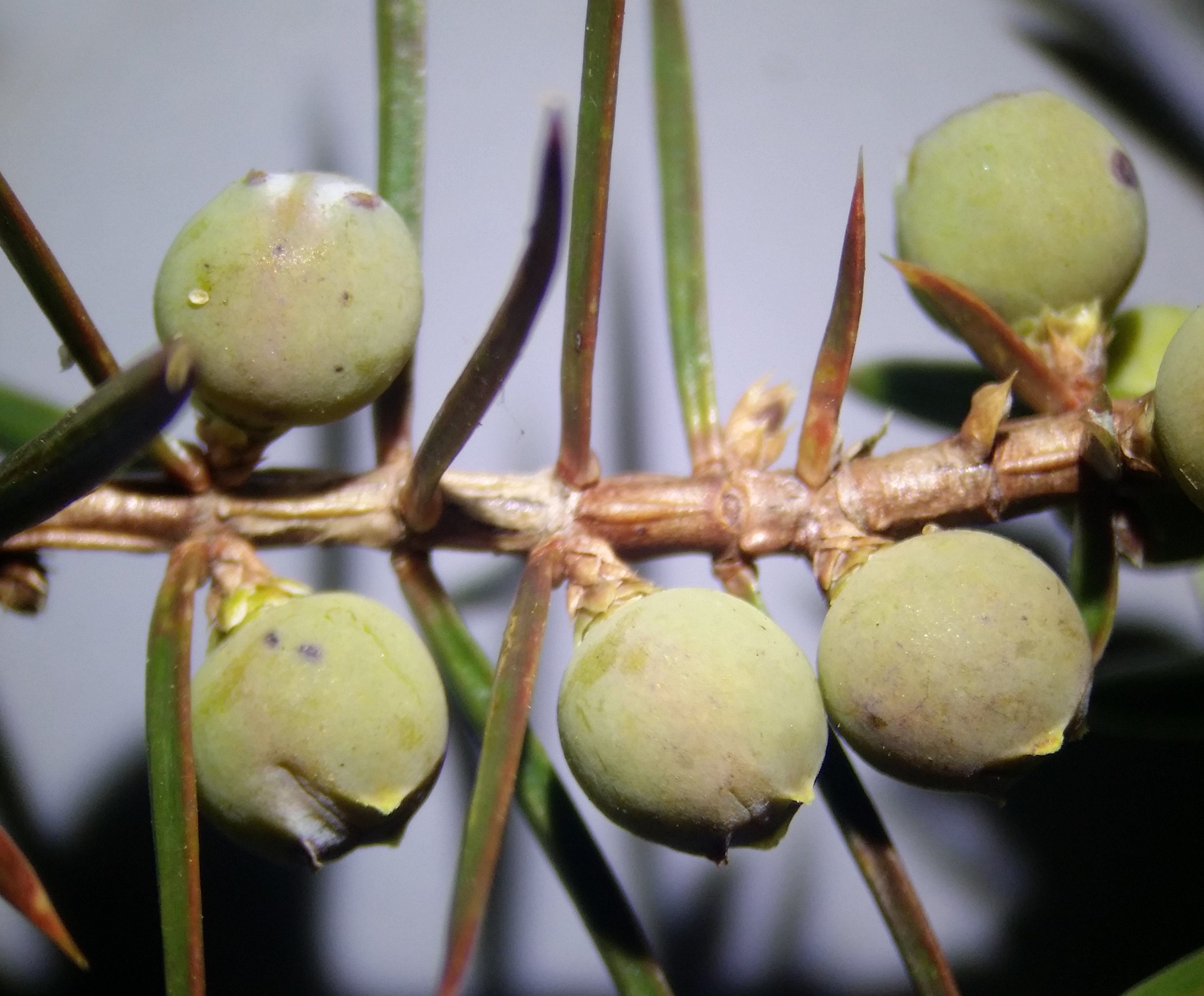 Echter Wacholder (Juniperus communis): Merkmale / Bestimmung / Verwendung; unreife Früchte
