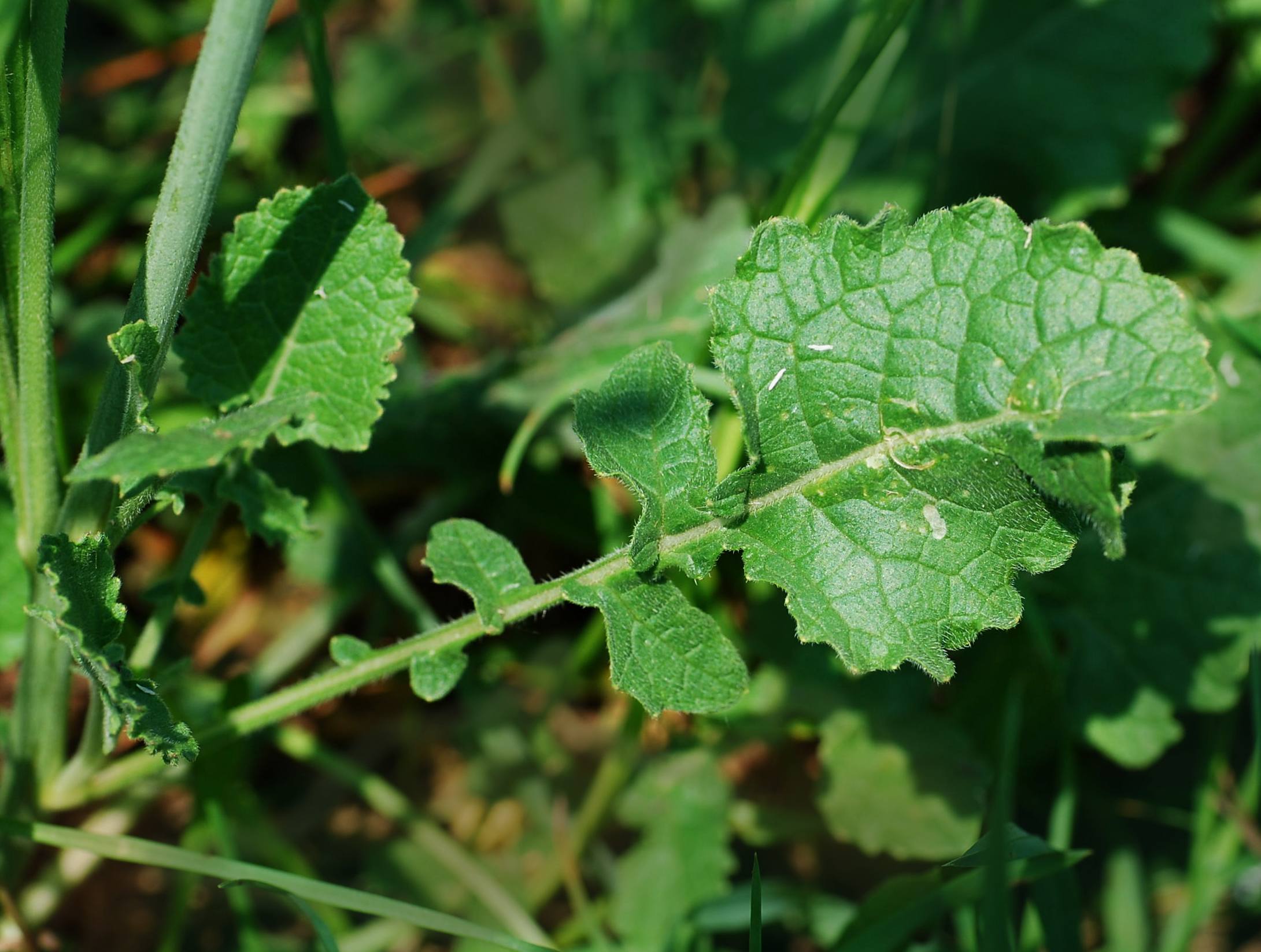 Acker Senf (Sinapis arvense) Eigenschaften / Bestimmung / Merkmale, essbar, Blatt