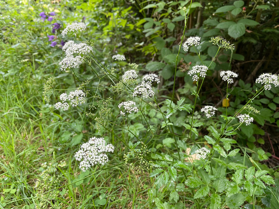 Grosse Bibernelle (Pimpinella major)
