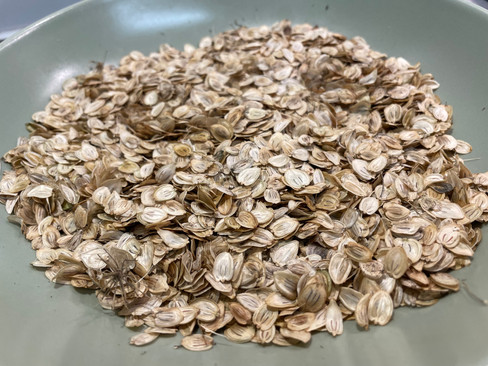 Samen vom Wiesen-Bärenklau. Diese können als wildes Gewürz verwendet werden und sind getrocknet über ein jahr haltbar.