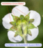 Kelch und Aussenkelch der Hügel-Erdbeere (Fragaria viridis)