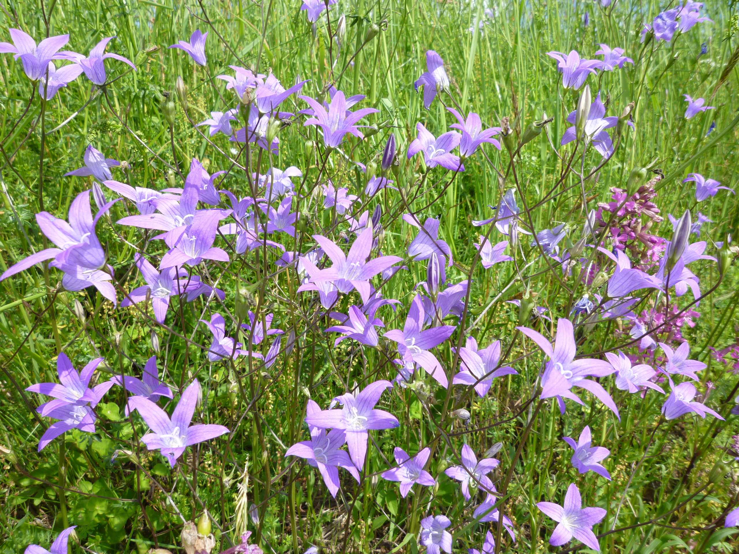 Wiesen Glockenblume (Campanula patula) essbar/ungiftig; Merkmale / Verwendung / Bestimmung; 