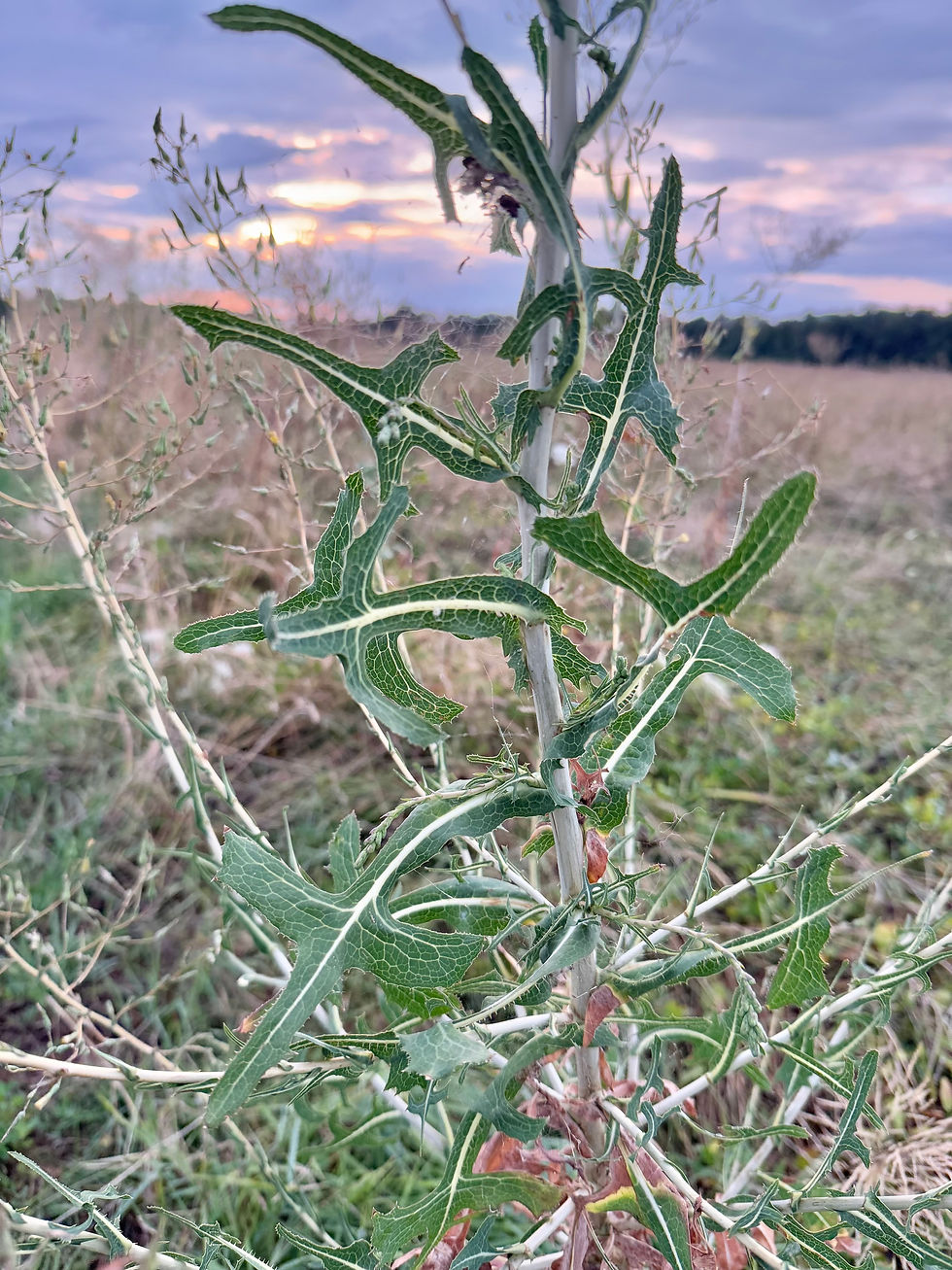 weisslicher Stängel des Kompass-Lattich (Lactuca serriola)