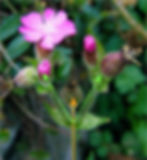 Dichasum bei der Roten Lichtnelke (Silene dioica): An den Verzweigungen treiben gleich kräftige Seitenachsen aus, während die «Muttachse» jeweils in einer Blüte endet