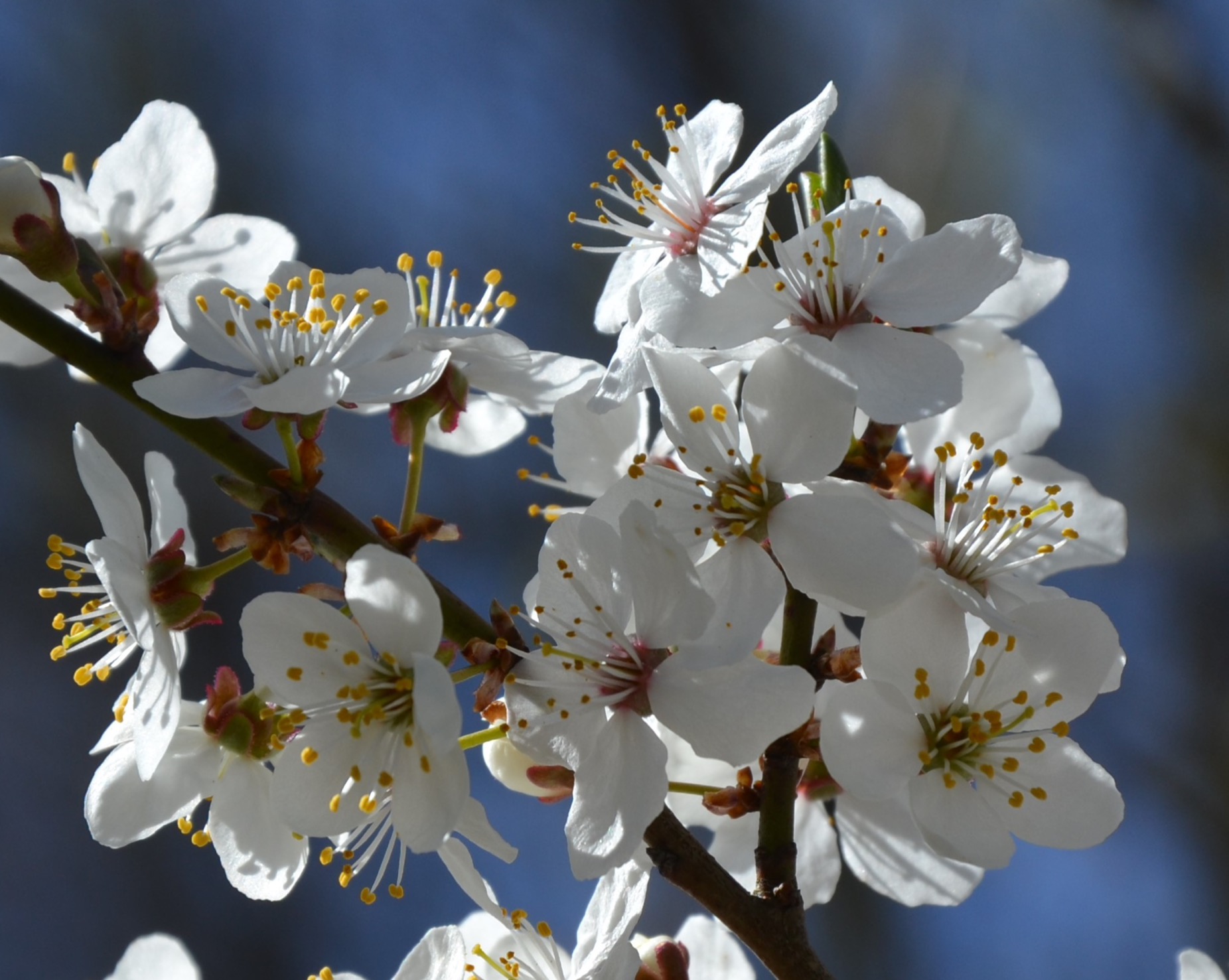 Rosaceae Prunus spinosa Schlehe Schlehdorn Schwarzdorn Eigenschaften Merkmale Bestimmung Verwendung  Blüten
