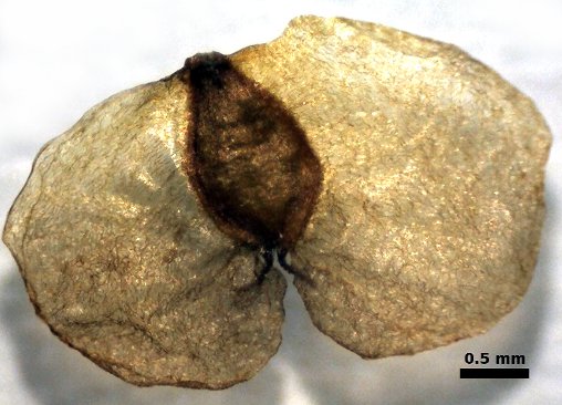 Hänge-Birke (Betula pendula) Eigenschaften, Beschreibung, Bestimmung, Merkmale, Verwendung, essbar: Frucht