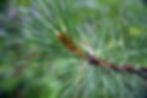 die Blätter der Kiefergewächse (Pinaceae), hier am Beispiel der Waldkiefer (Pinus sylvetris) sind Nadeln. Ihre Ausbildung macht sie zu Spezialisten bei extremen Umweltbedingungen.