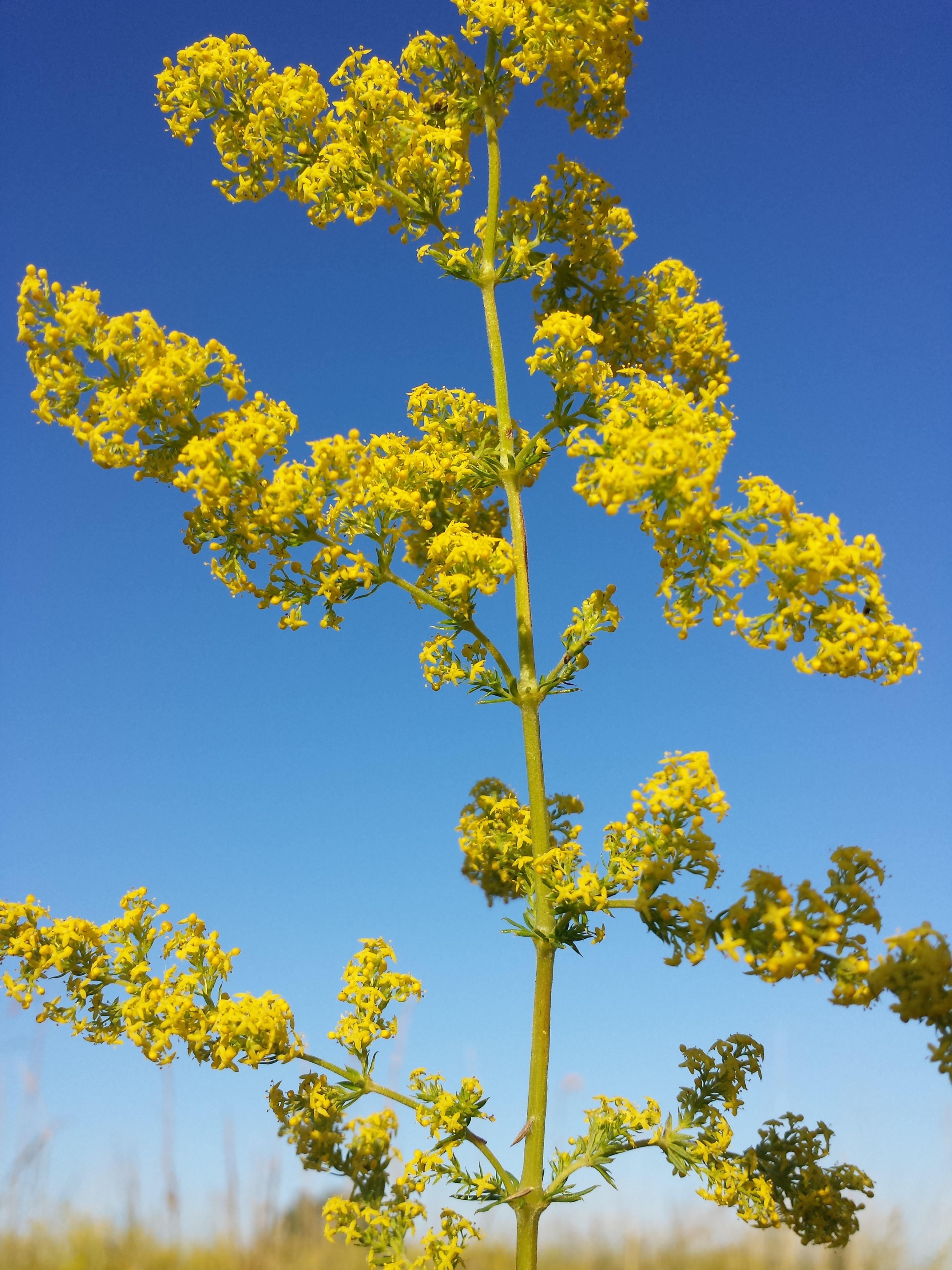 Echtes Labkraut (Galium verum): Eigenschaften / Verwenndung / Merkmale / Bestimmung, essbar: Blütenstand